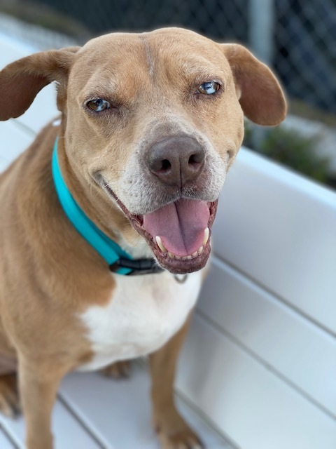 Enlarge Evie, a Adoptable mixed breed image 1/13