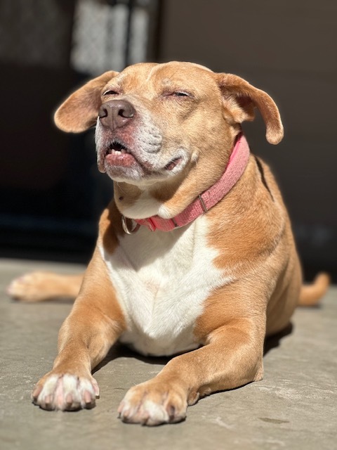 Enlarge Evie, a Adoptable mixed breed image 2/13