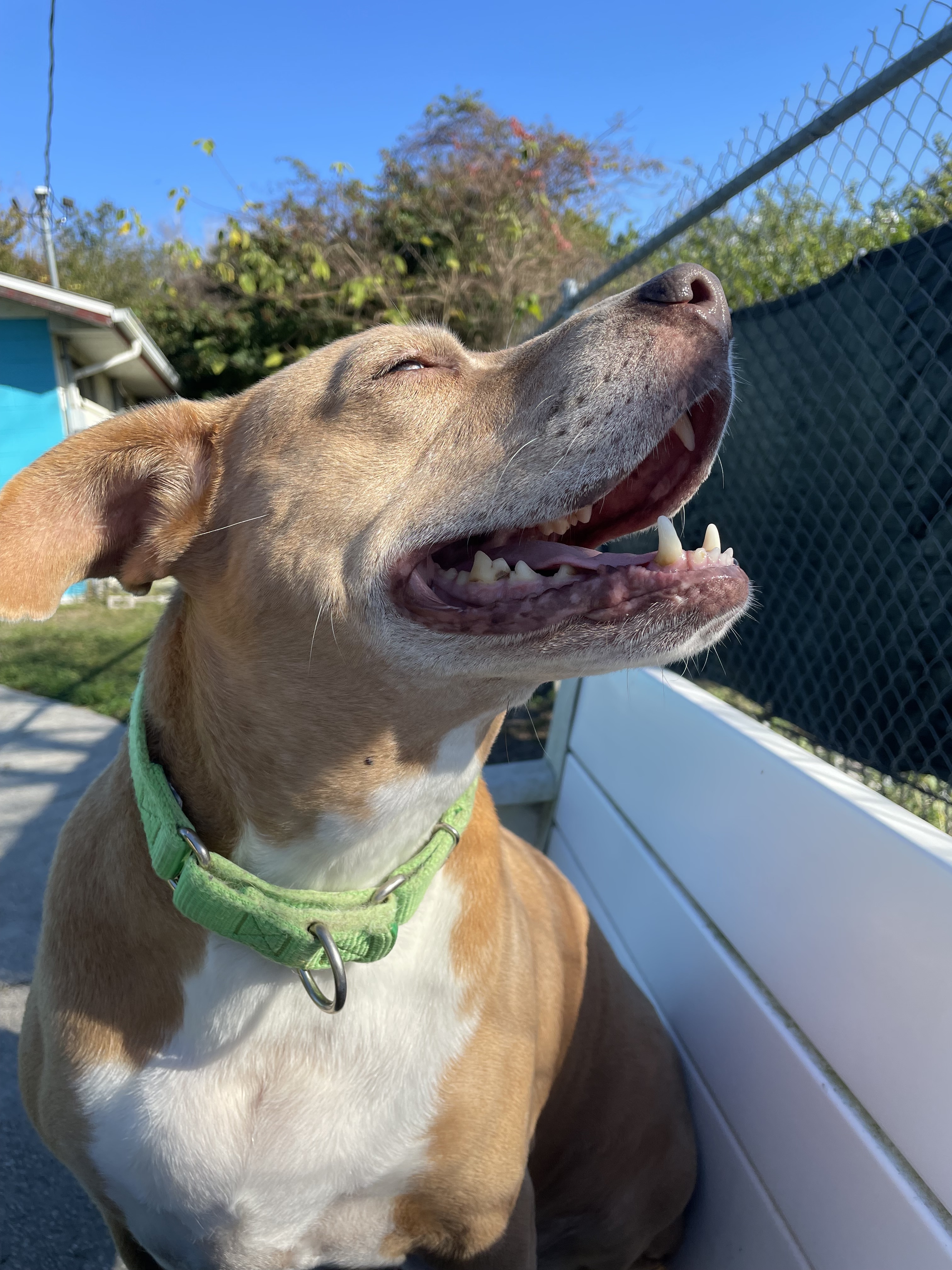 Enlarge Evie, a Adoptable mixed breed image 3/13