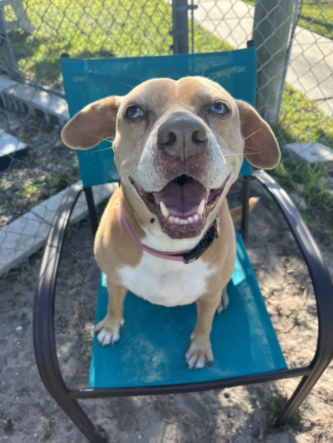 Enlarge Evie, a Adoptable mixed breed image 4/13