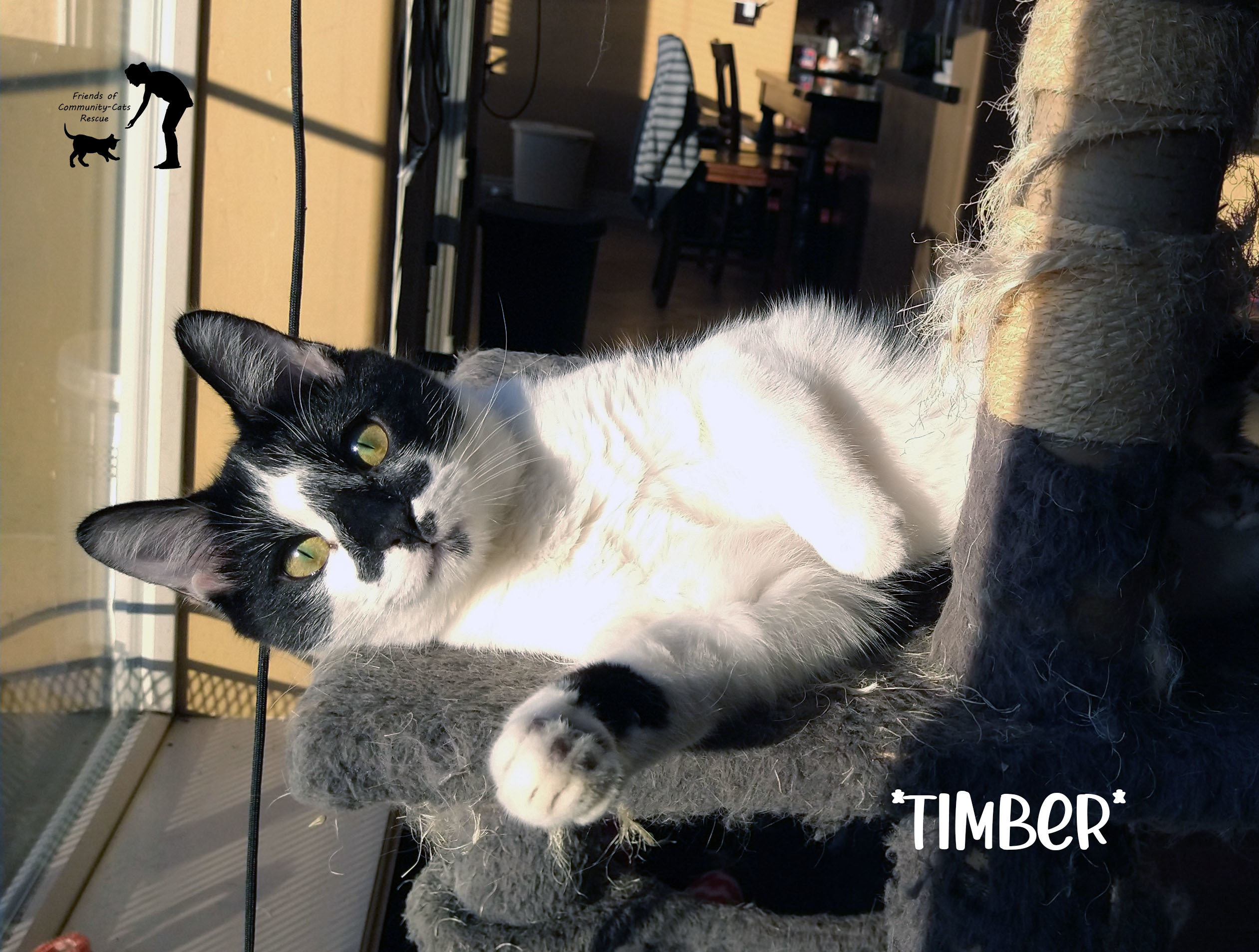 Timber