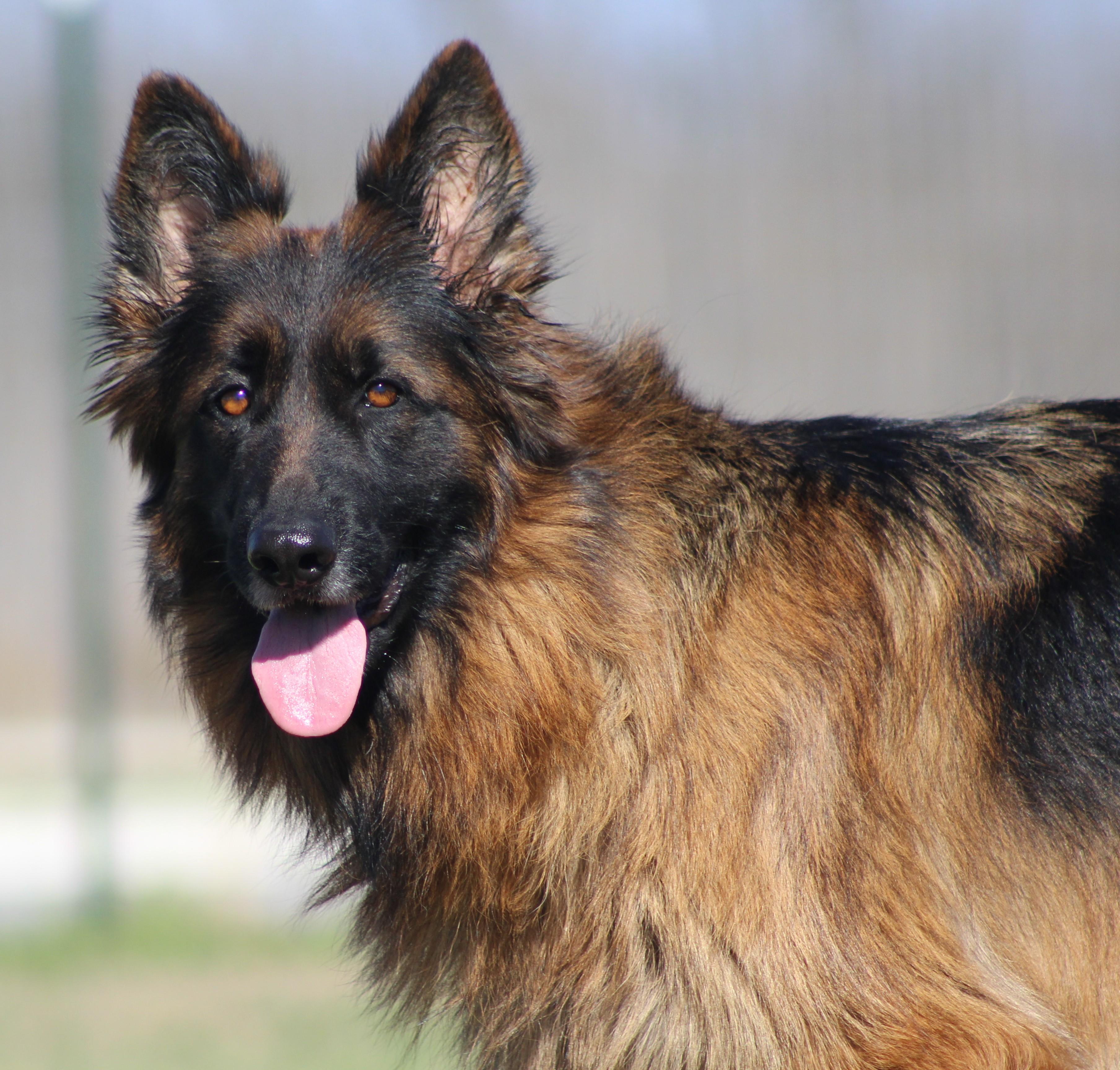 Enlarge Suri, a Adoptable German Shepherd Dog in Temple, TX image 2/6