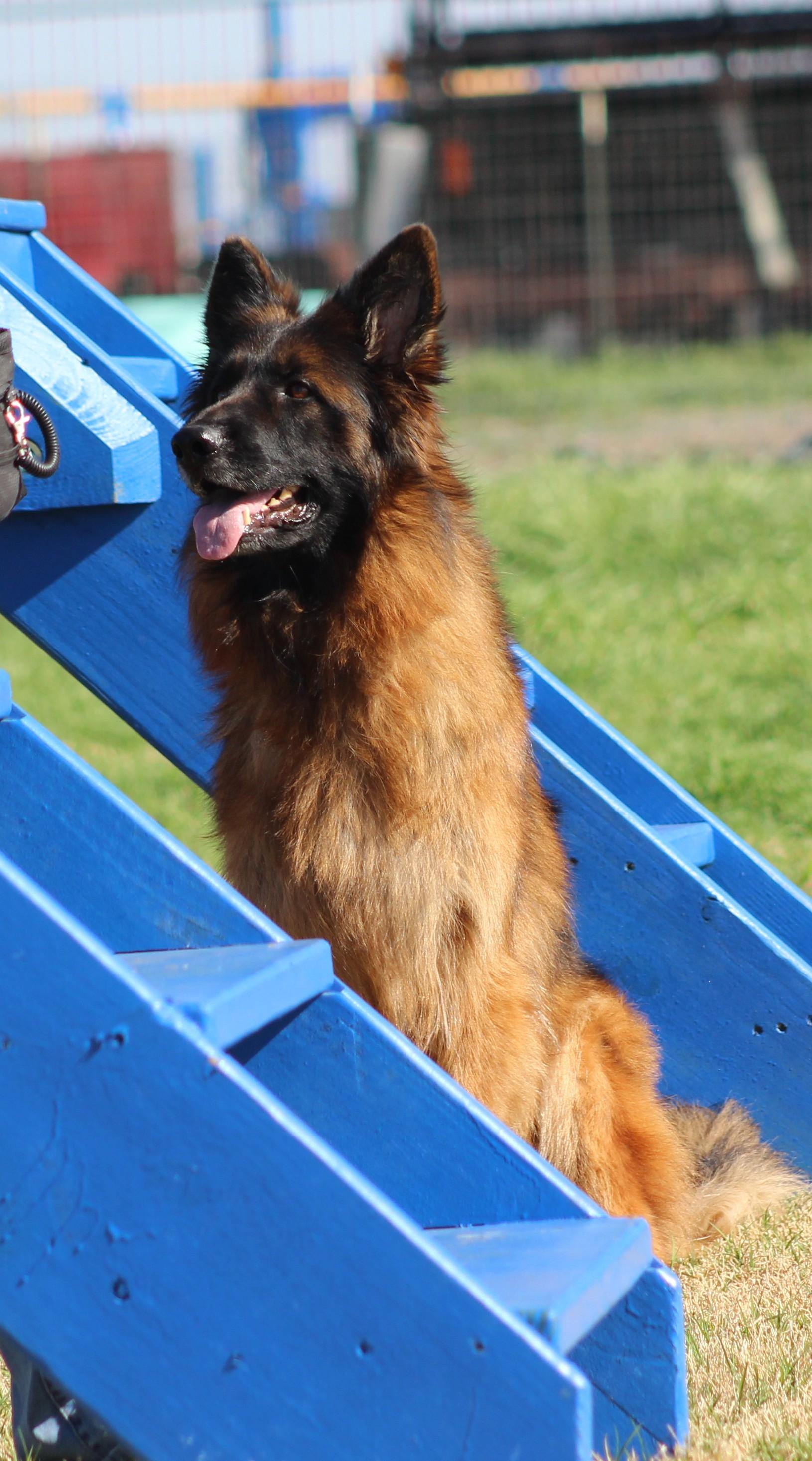 Enlarge Suri, a Adoptable German Shepherd Dog in Temple, TX image 4/6