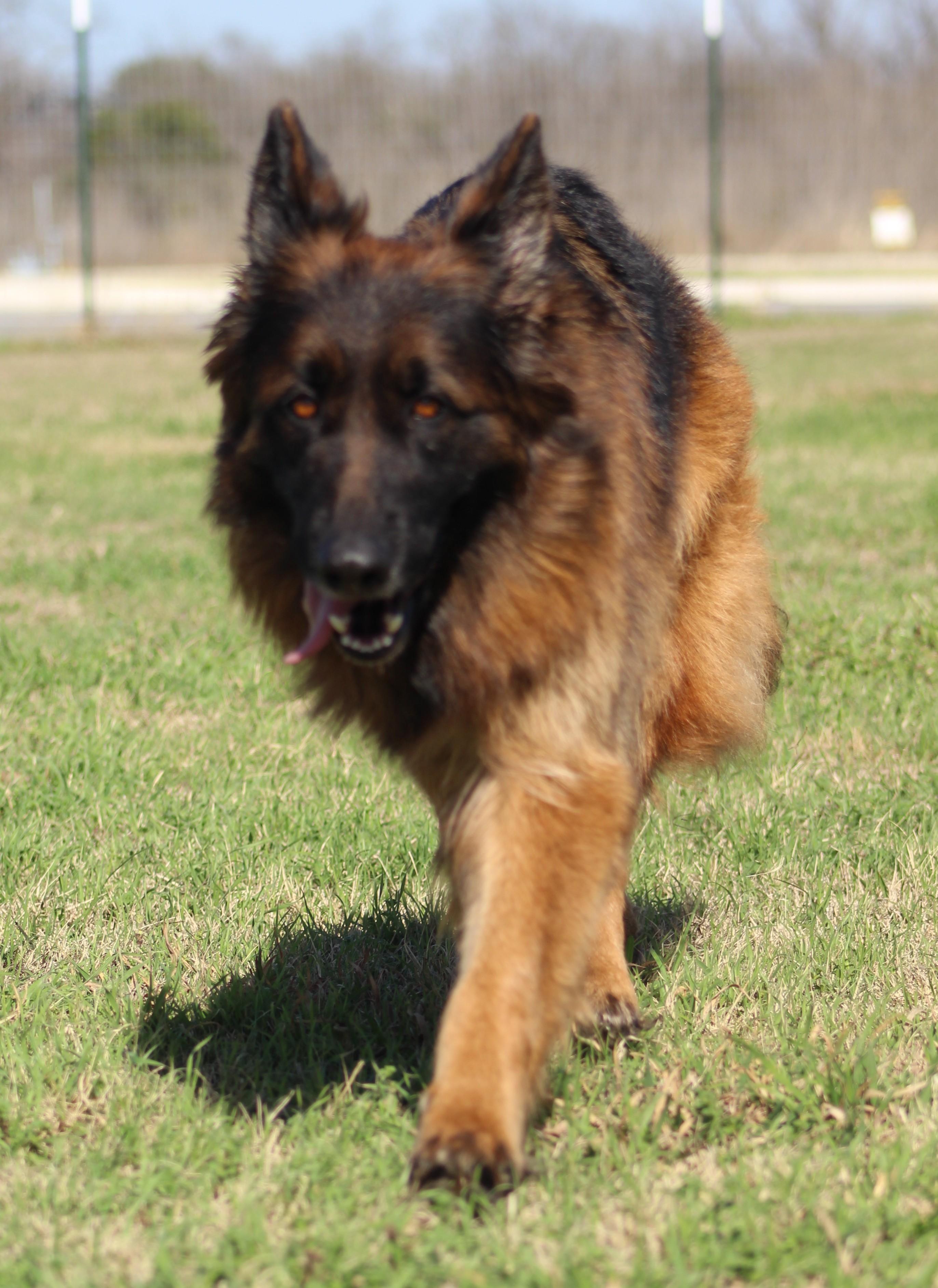 Enlarge Suri, a Adoptable German Shepherd Dog in Temple, TX image 3/6