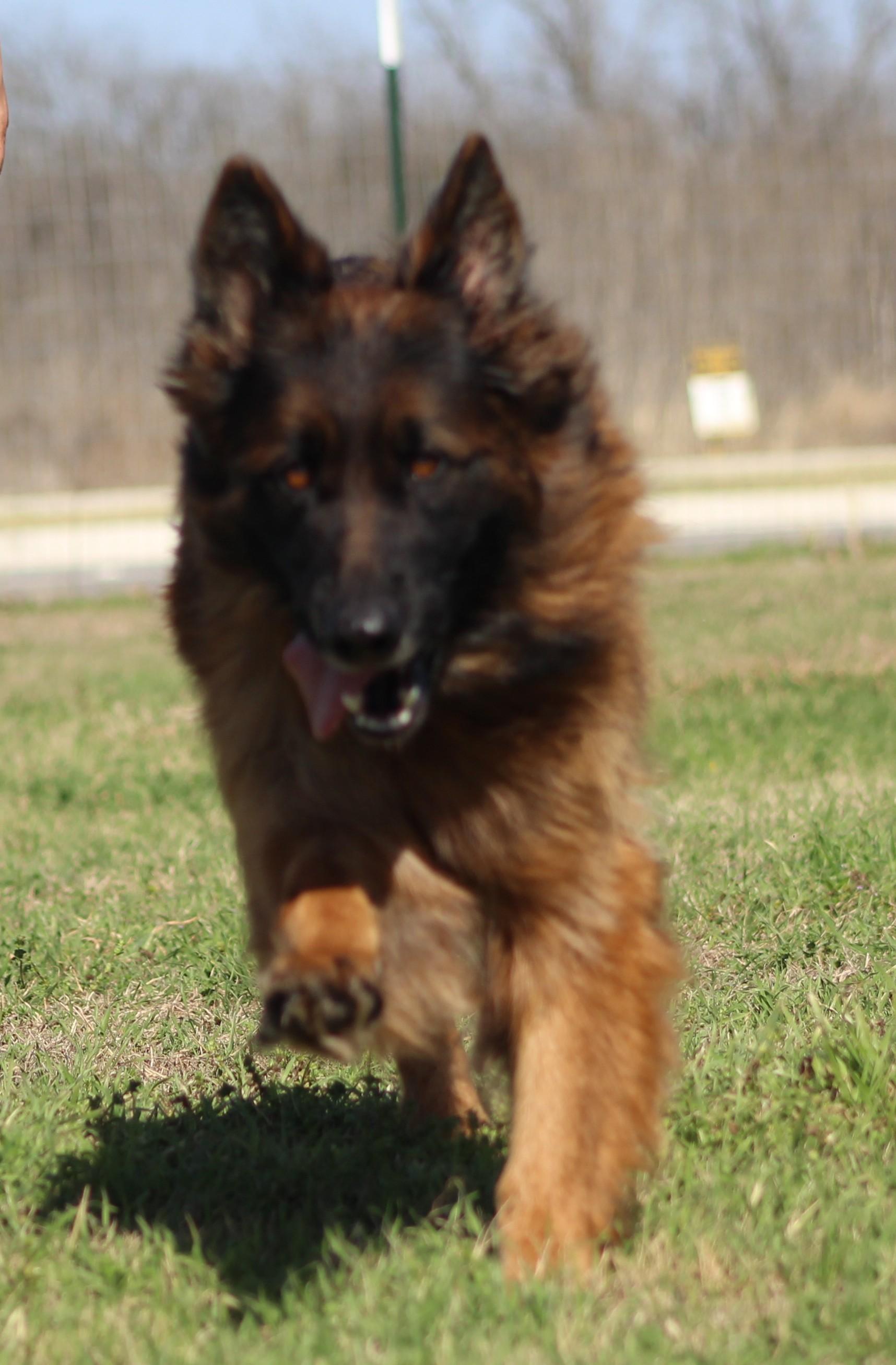 Enlarge Suri, a Adoptable German Shepherd Dog in Temple, TX image 5/6