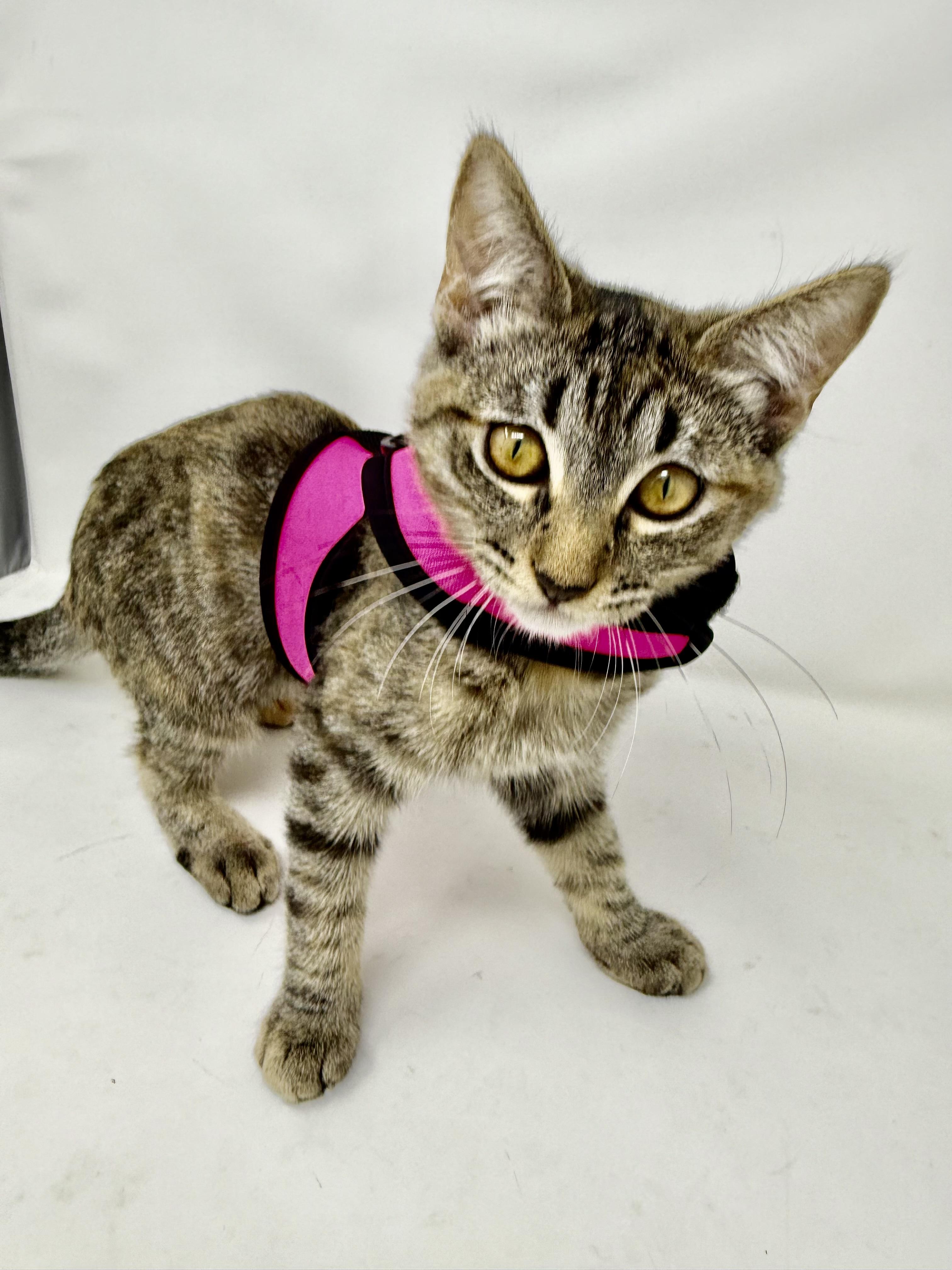 Oliver And Olivia thumbnail 5