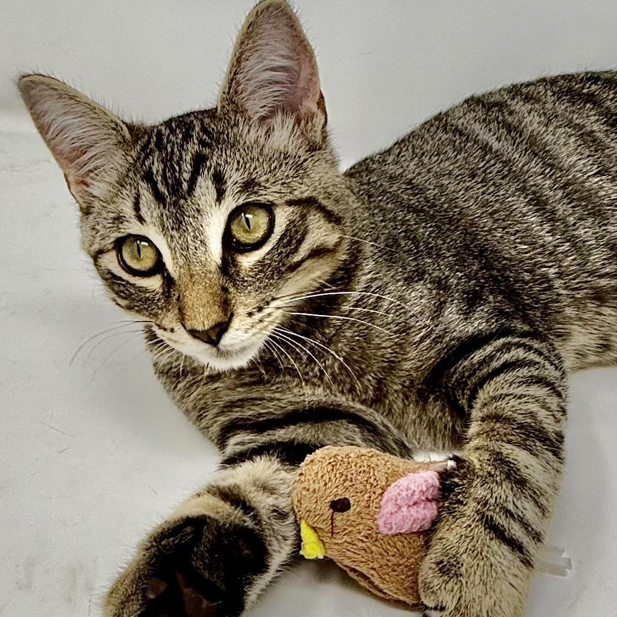 Oliver and Olivia, an adopted Tabby in Costa Mesa, CA image 2/4
