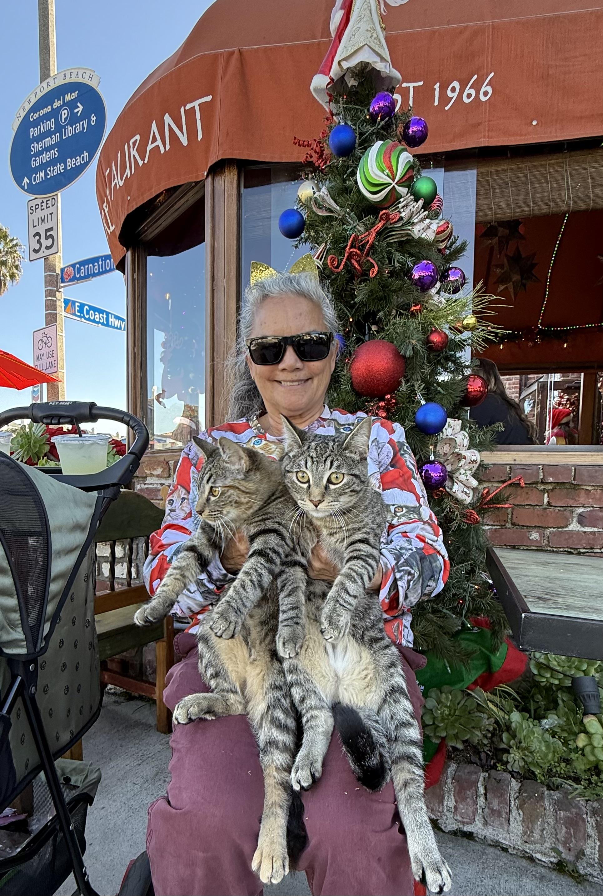 Oliver and Olivia, an adopted Tabby in Costa Mesa, CA image 4/4