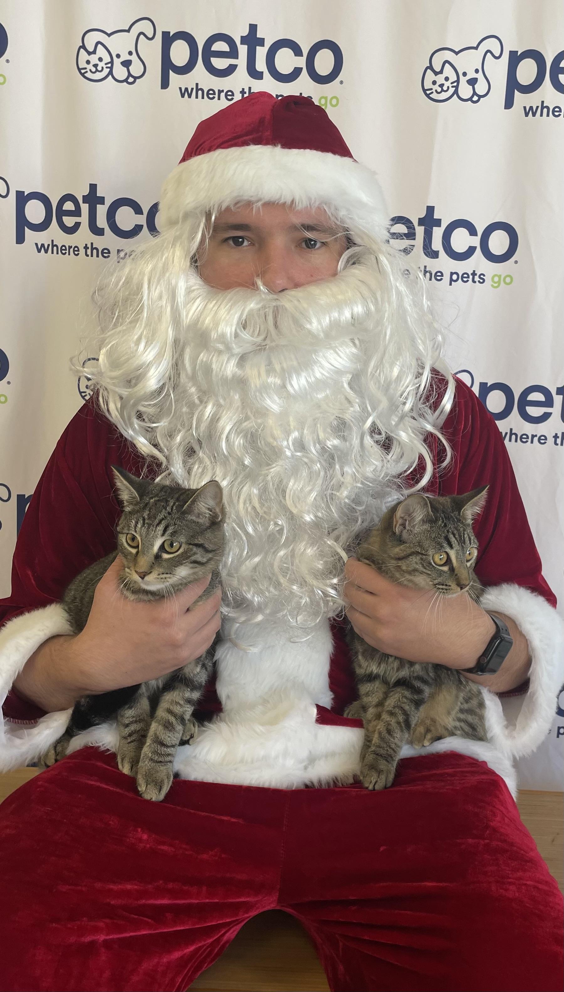 Oliver and Olivia, an adopted Tabby in Costa Mesa, CA image 1/4