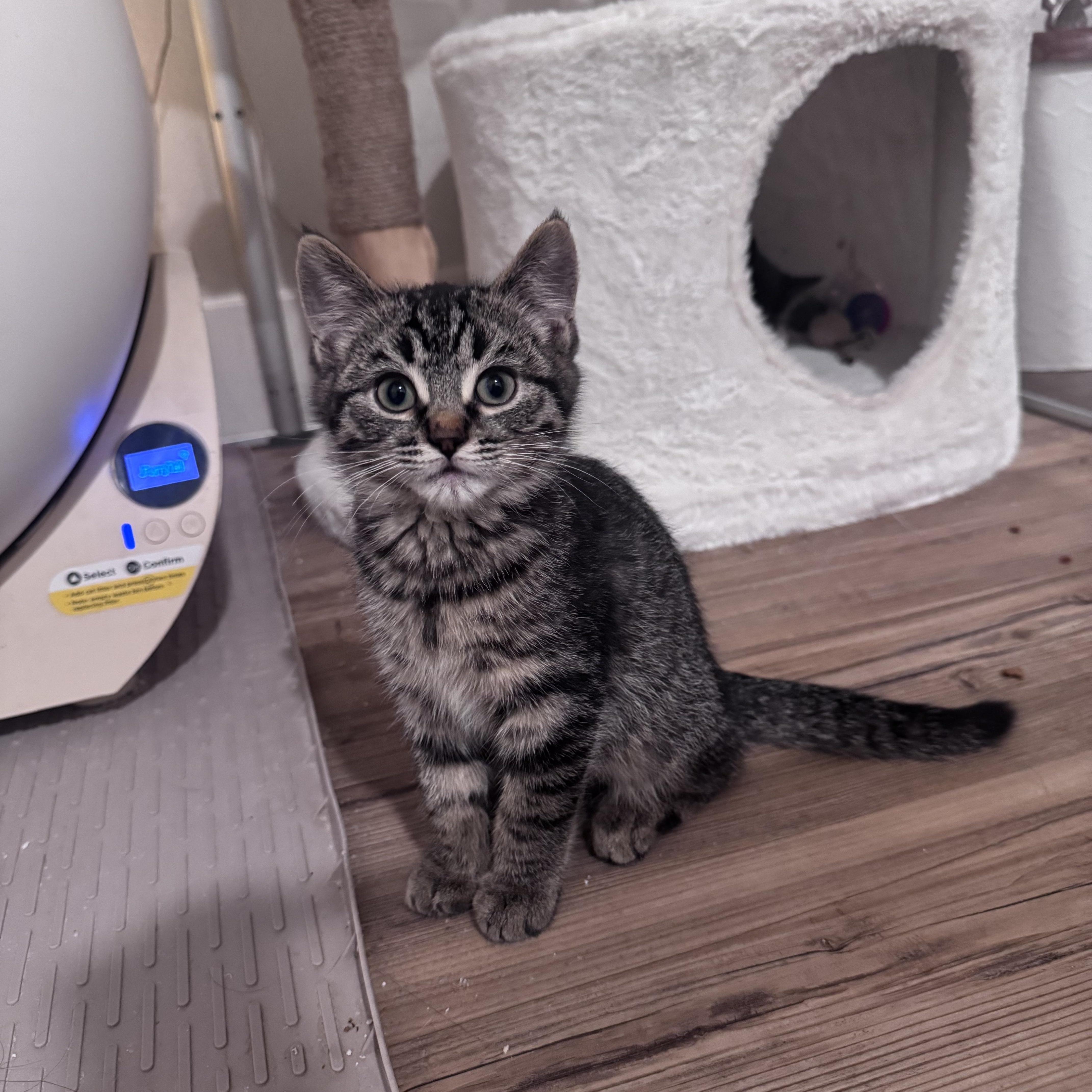 Enlarge Benny, a hold Domestic Medium Hair in San Diego, CA image 2/4