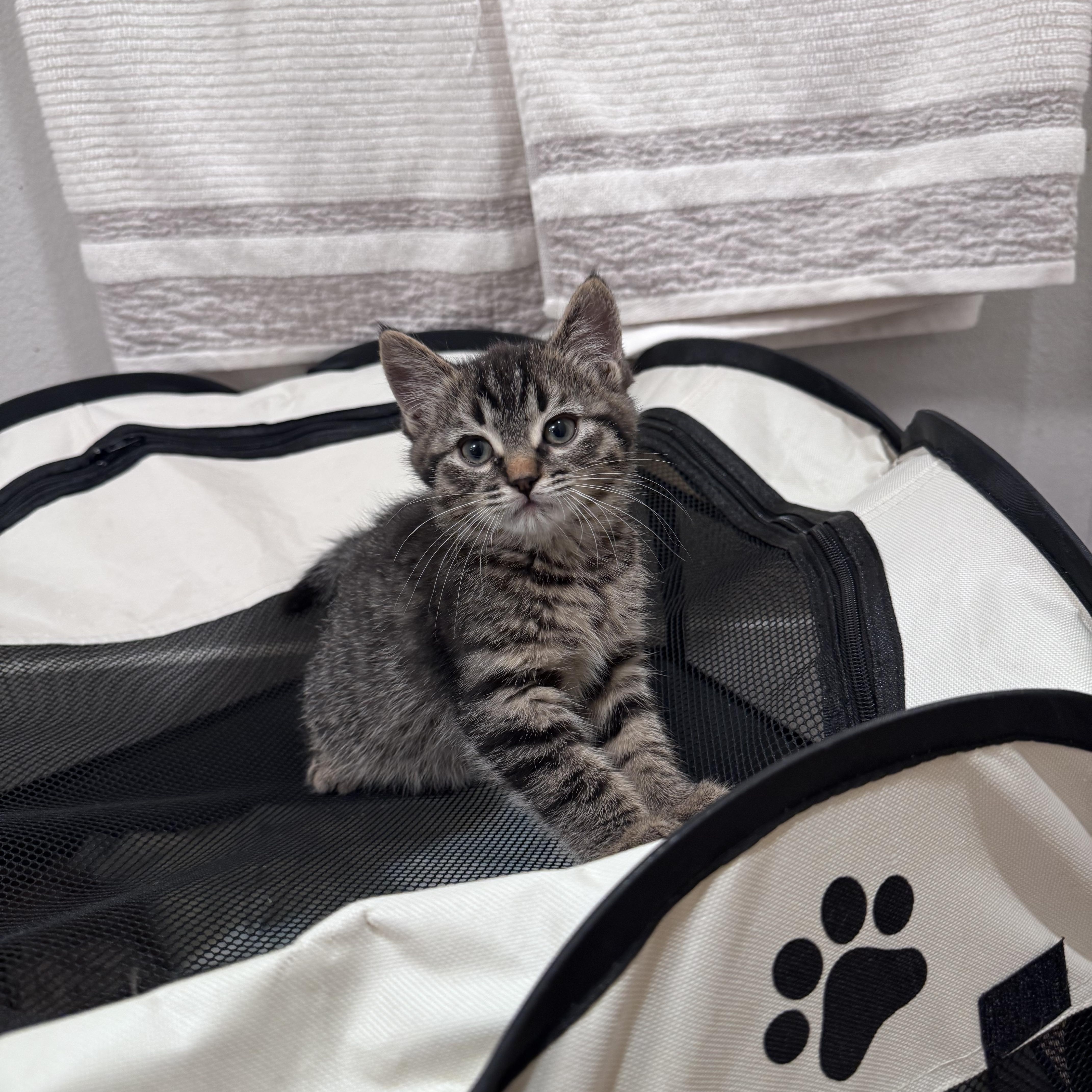 Enlarge Benny, a hold Domestic Medium Hair in San Diego, CA image 1/4