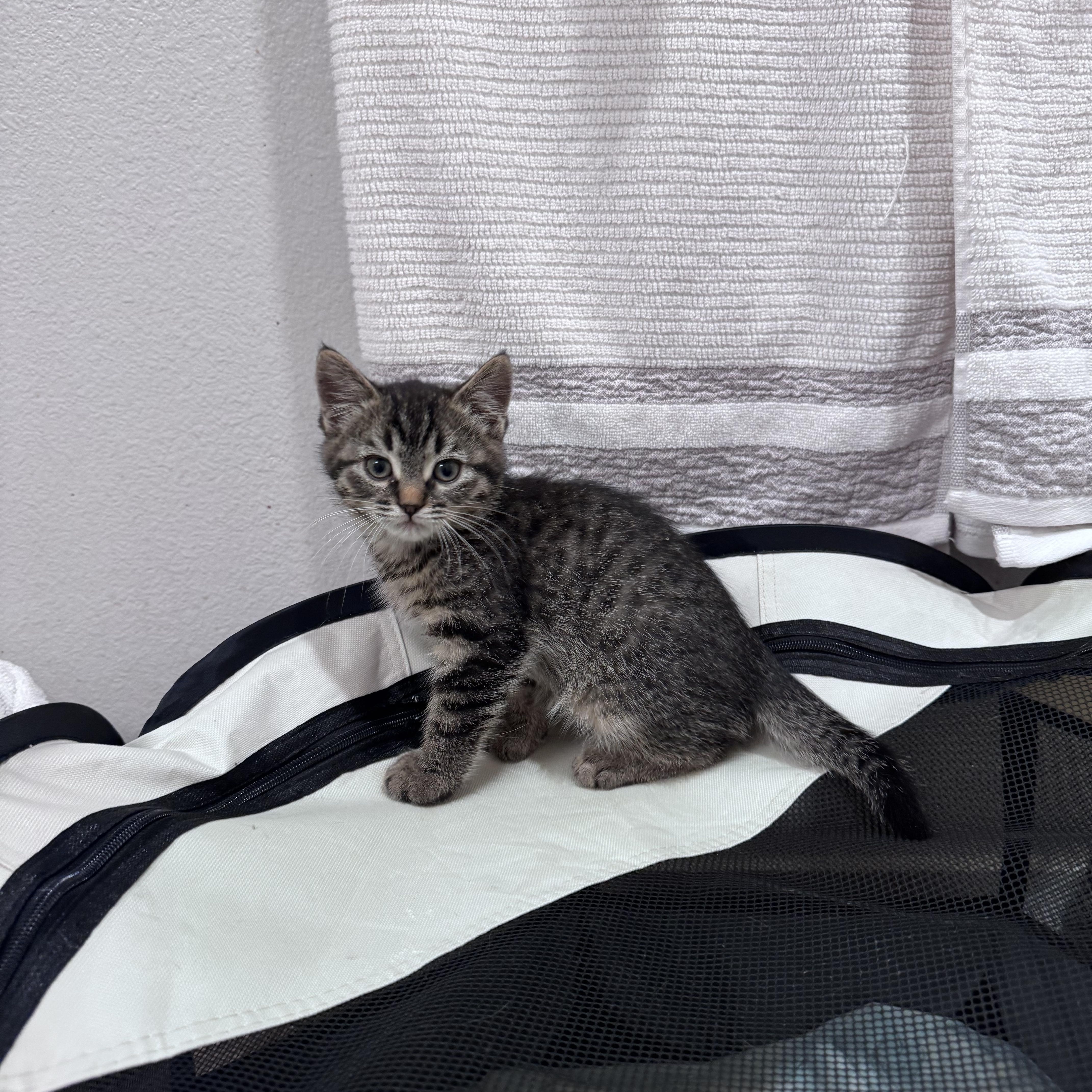 Enlarge Benny, a hold Domestic Medium Hair in San Diego, CA image 3/4