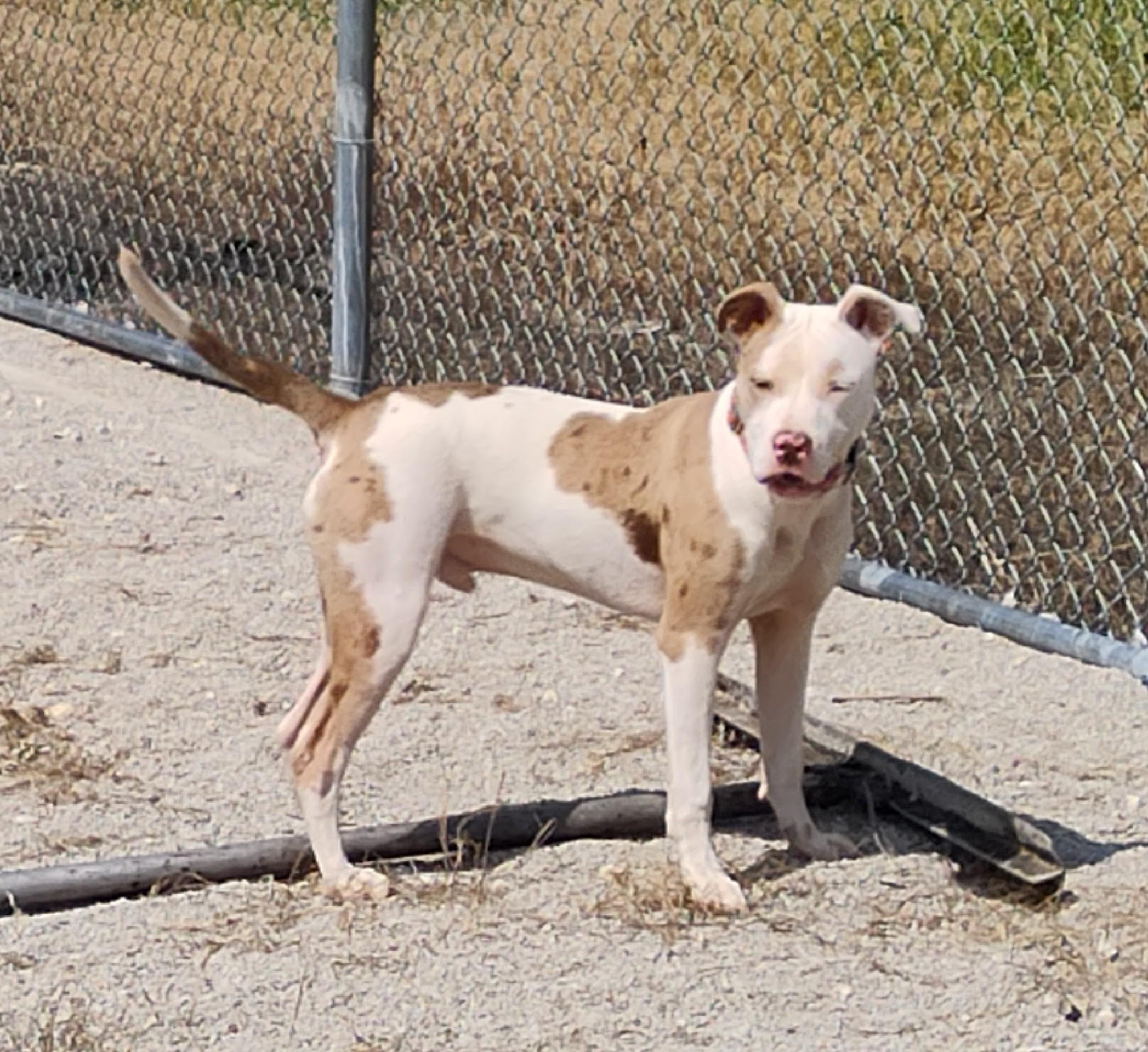 25-0252 "Roman", Adoptable, Young Male Pit Bull Terrier.