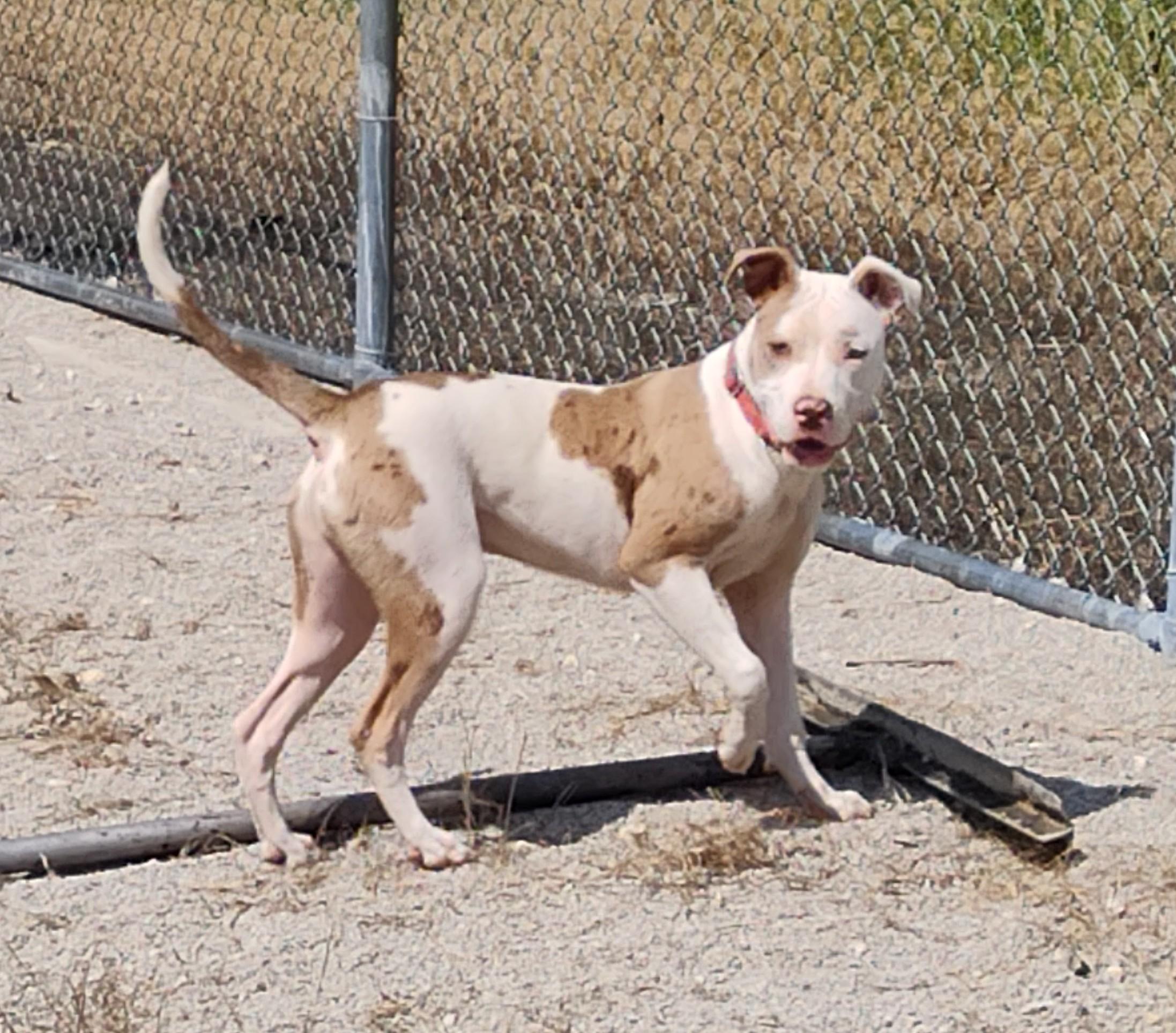 Enlarge 25-0252 "Roman", a Adoptable mixed breed in Leavenworth, KS image 2/4