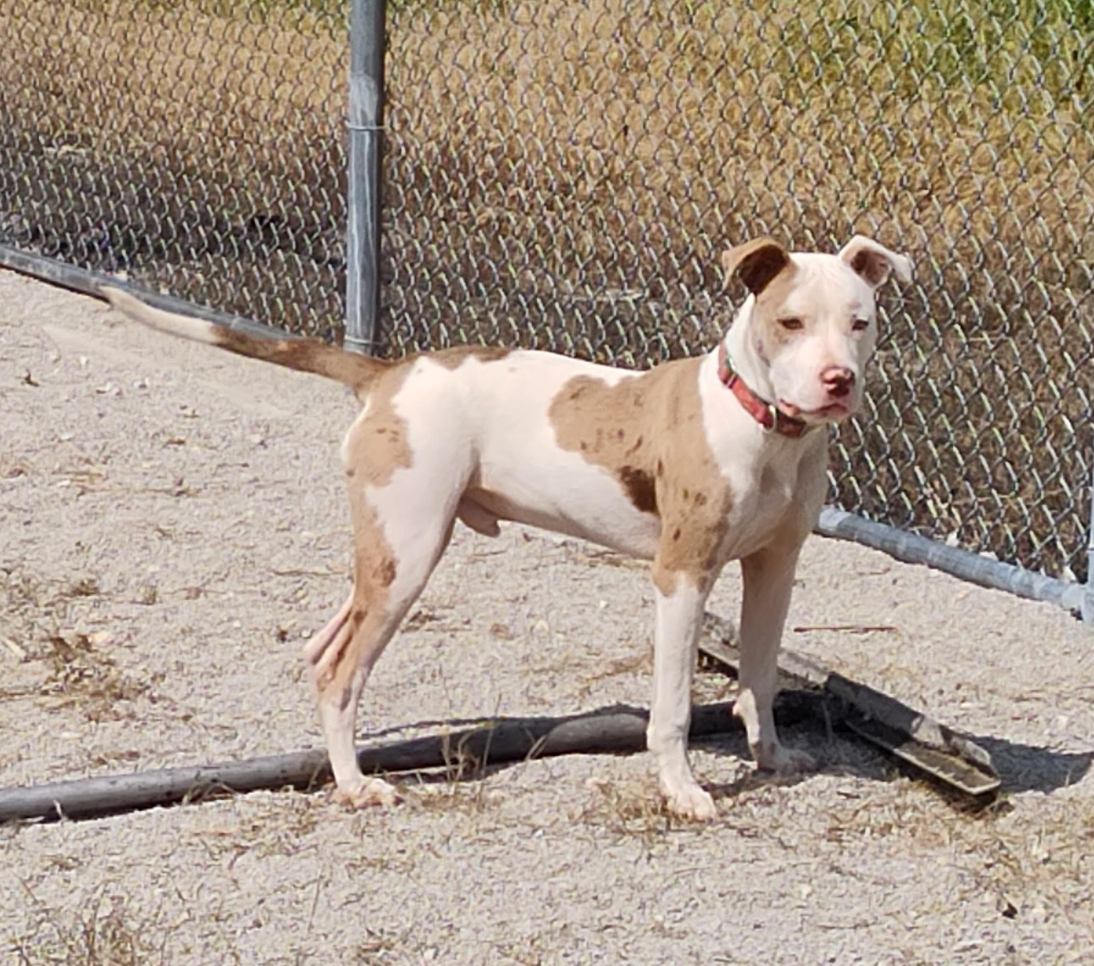 Enlarge 25-0252 "Roman", a Adoptable mixed breed in Leavenworth, KS image 3/4
