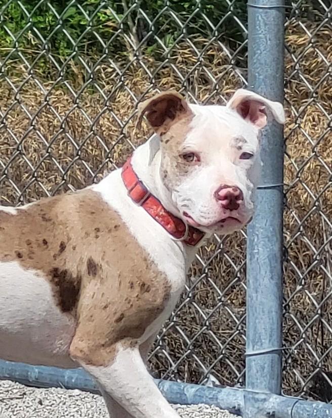 Enlarge 25-0252 "Roman", a Adoptable mixed breed in Leavenworth, KS image 4/4