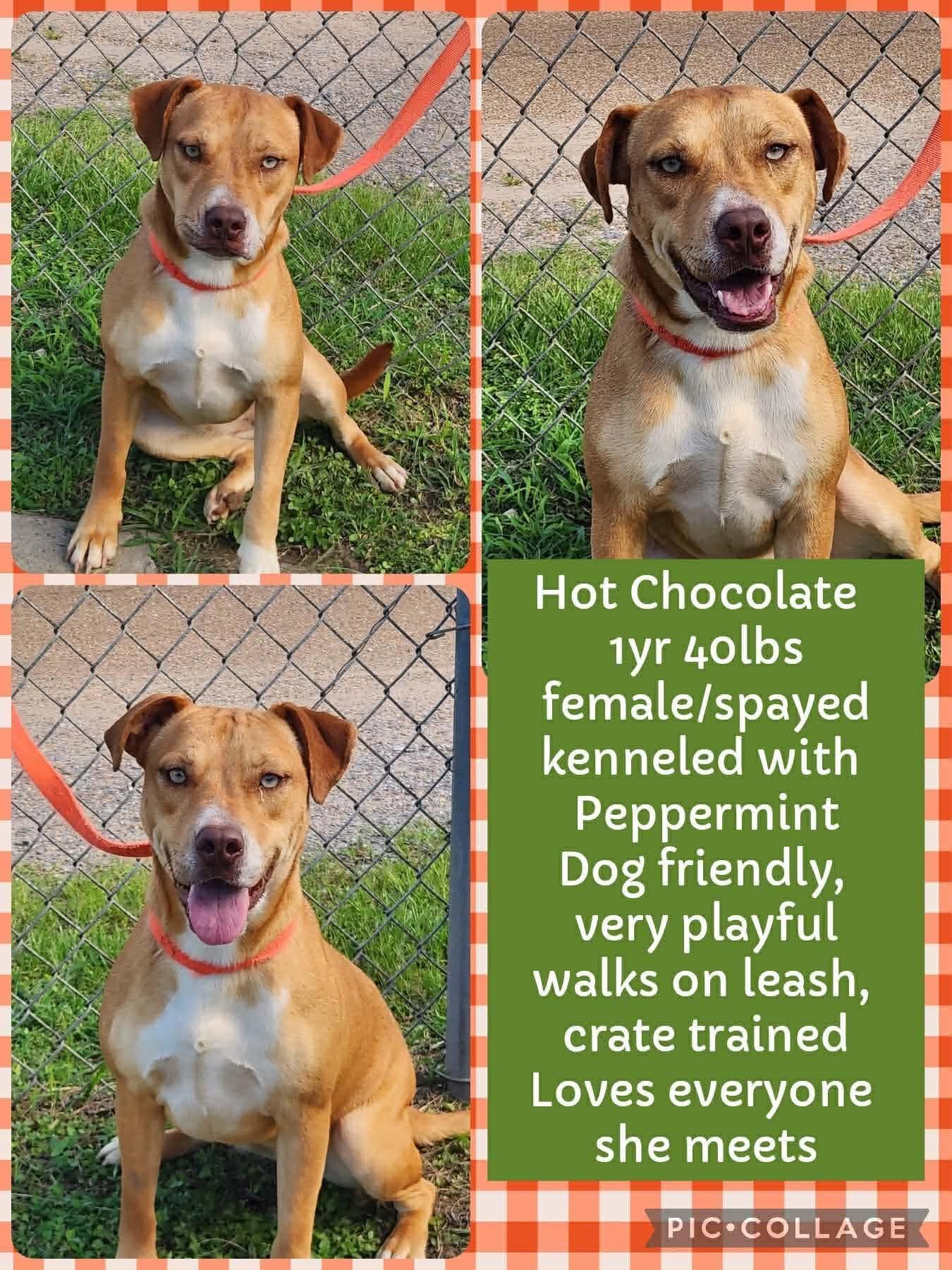 Hot Chocolate, ADOPTABLE, Young Female Pit Bull Terrier.