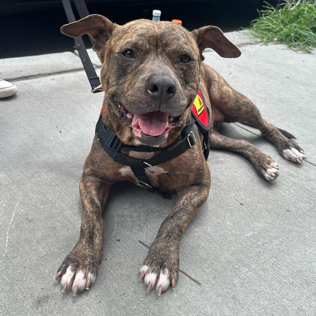 Enlarge Xena, a Adoptable mixed breed in Huntington, WV image 2/6