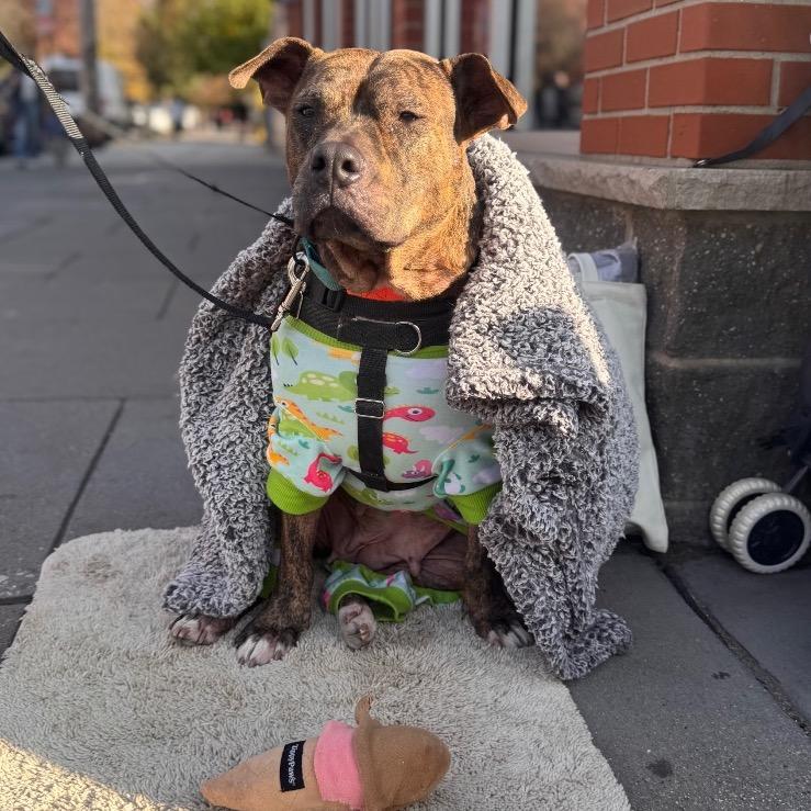 Enlarge Xena, a Adoptable mixed breed in Huntington, WV image 4/6