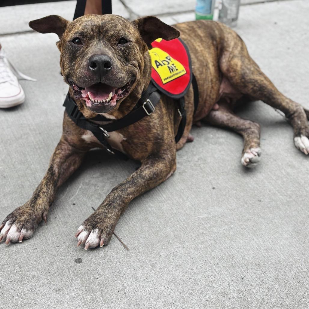 Enlarge Xena, a Adoptable mixed breed in Huntington, WV image 5/6