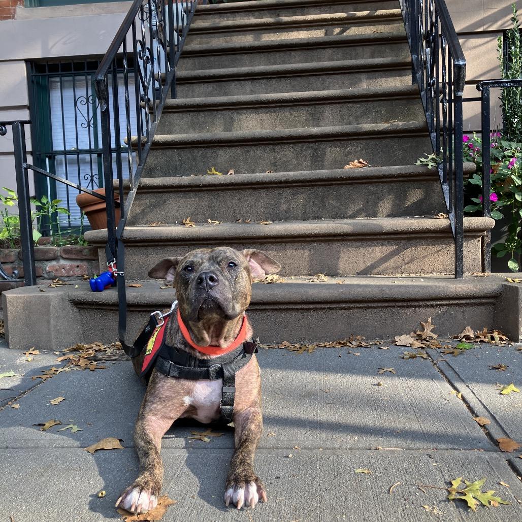 Enlarge Xena, a Adoptable mixed breed in Huntington, WV image 6/6