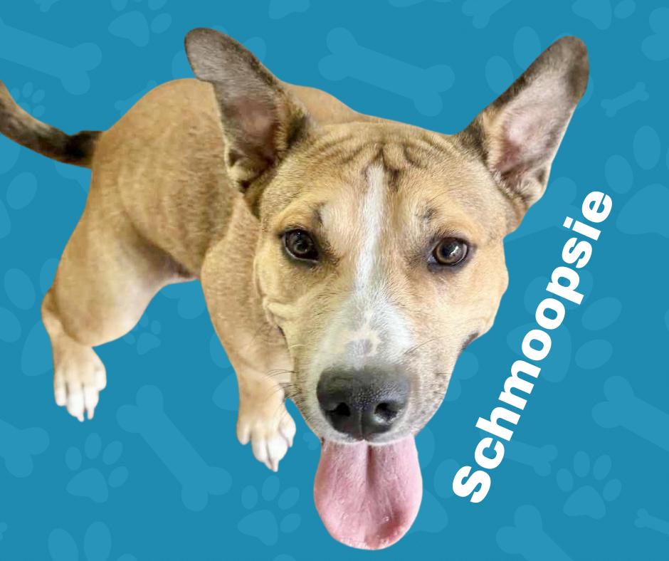 Schmoopsie, Young Female American Staffordshire Terrier