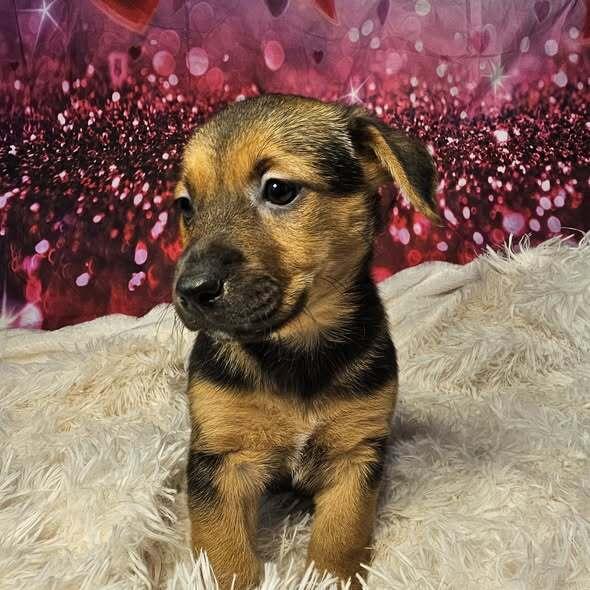 Penny, Adoptable, Puppy Female Terrier.