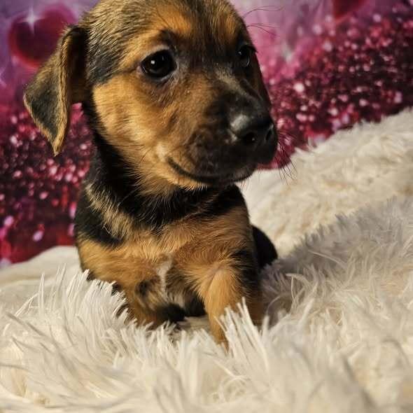 Penny, a Adoptable mixed breed in Hastings, MN image 2/4