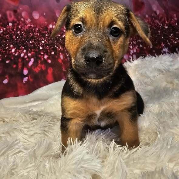 Penny, a Adoptable mixed breed in Hastings, MN image 3/4