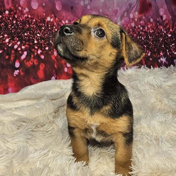 Penny, a Adoptable mixed breed in Hastings, MN image 4/4