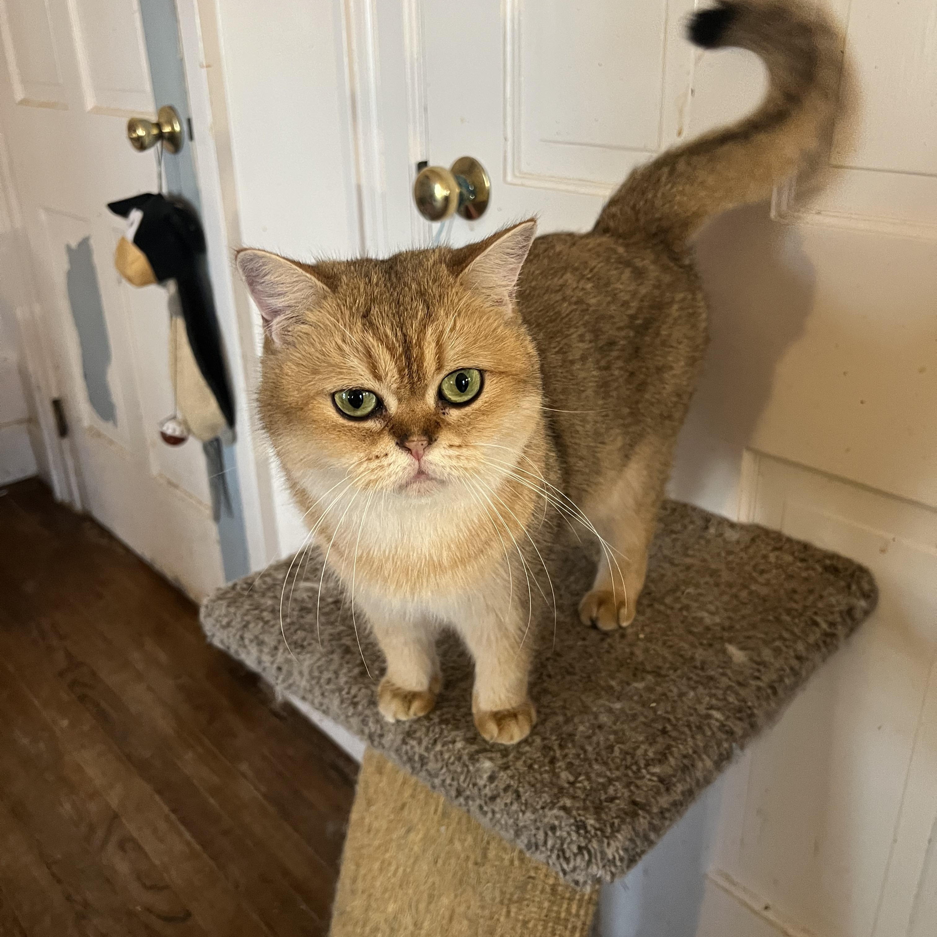 GiGi, an adopted British Shorthair in Federalsburg, MD image 3/5