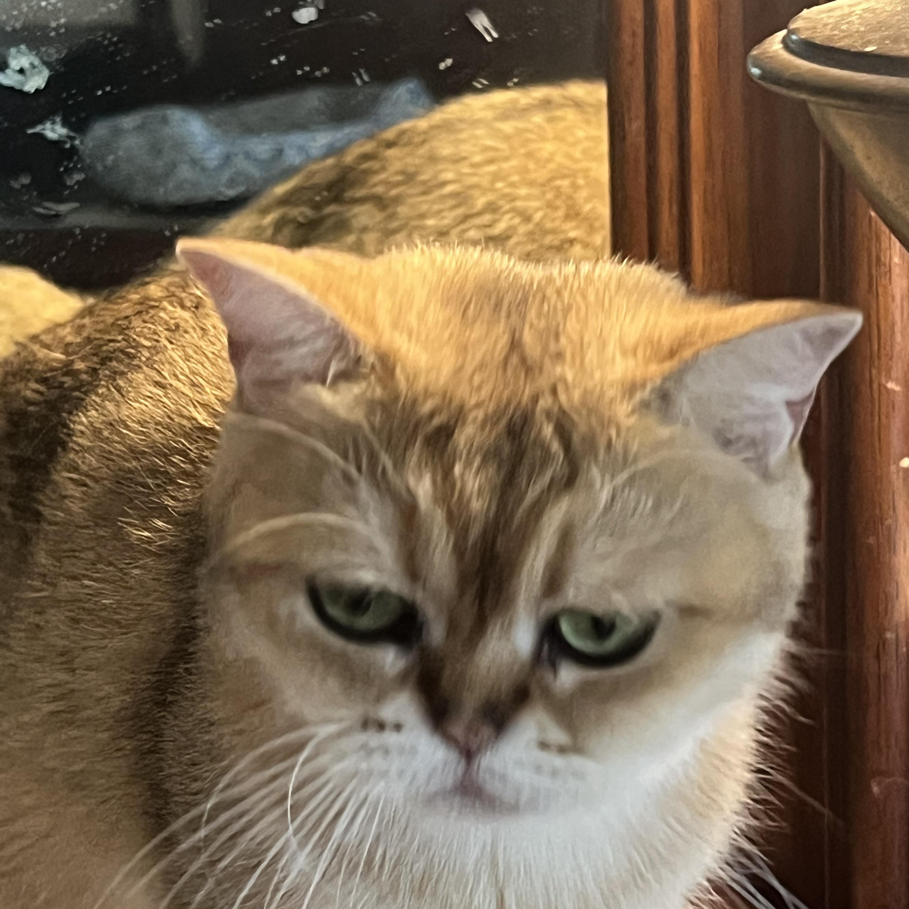 GiGi, an adopted British Shorthair in Federalsburg, MD image 2/5