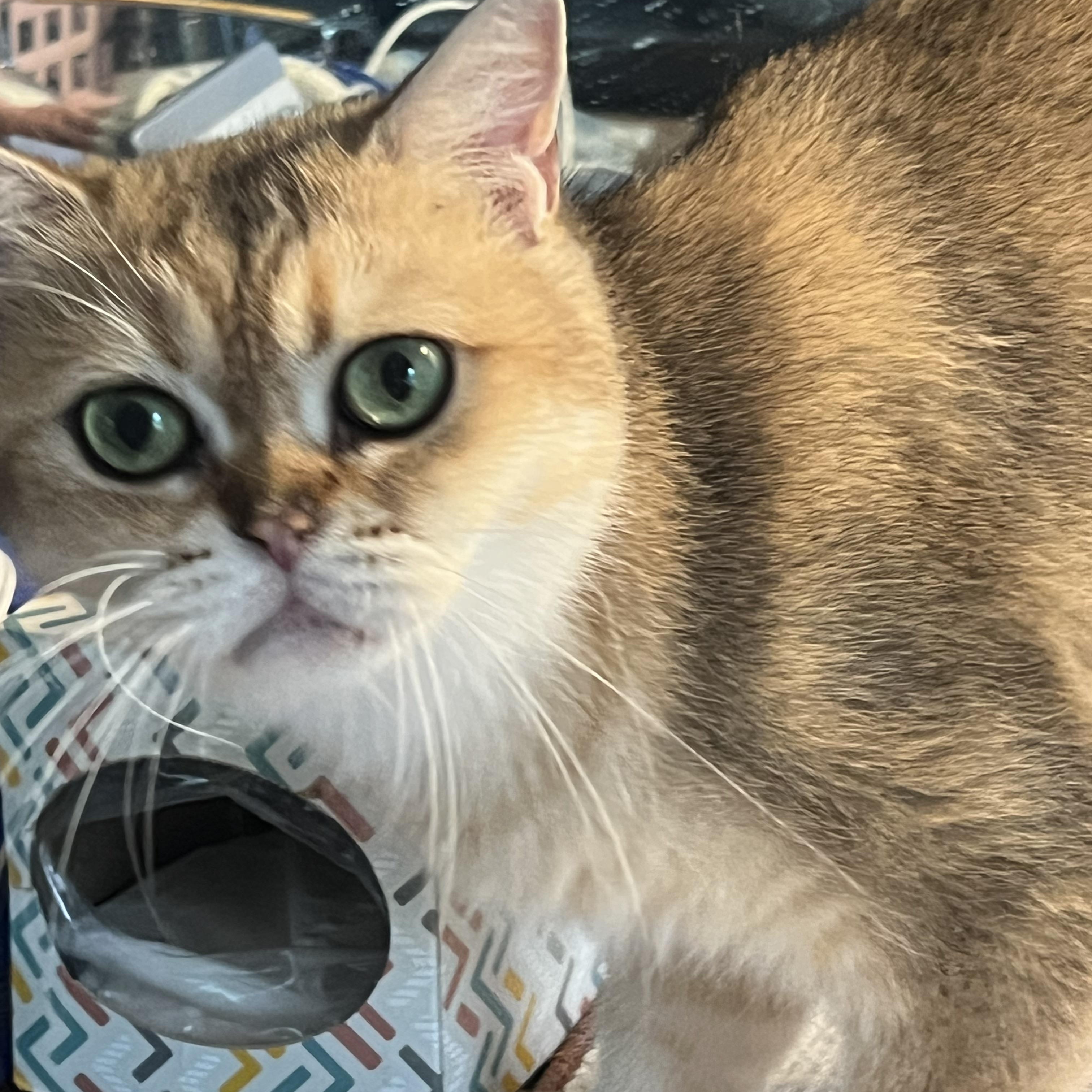 GiGi, an adopted British Shorthair in Federalsburg, MD image 4/5