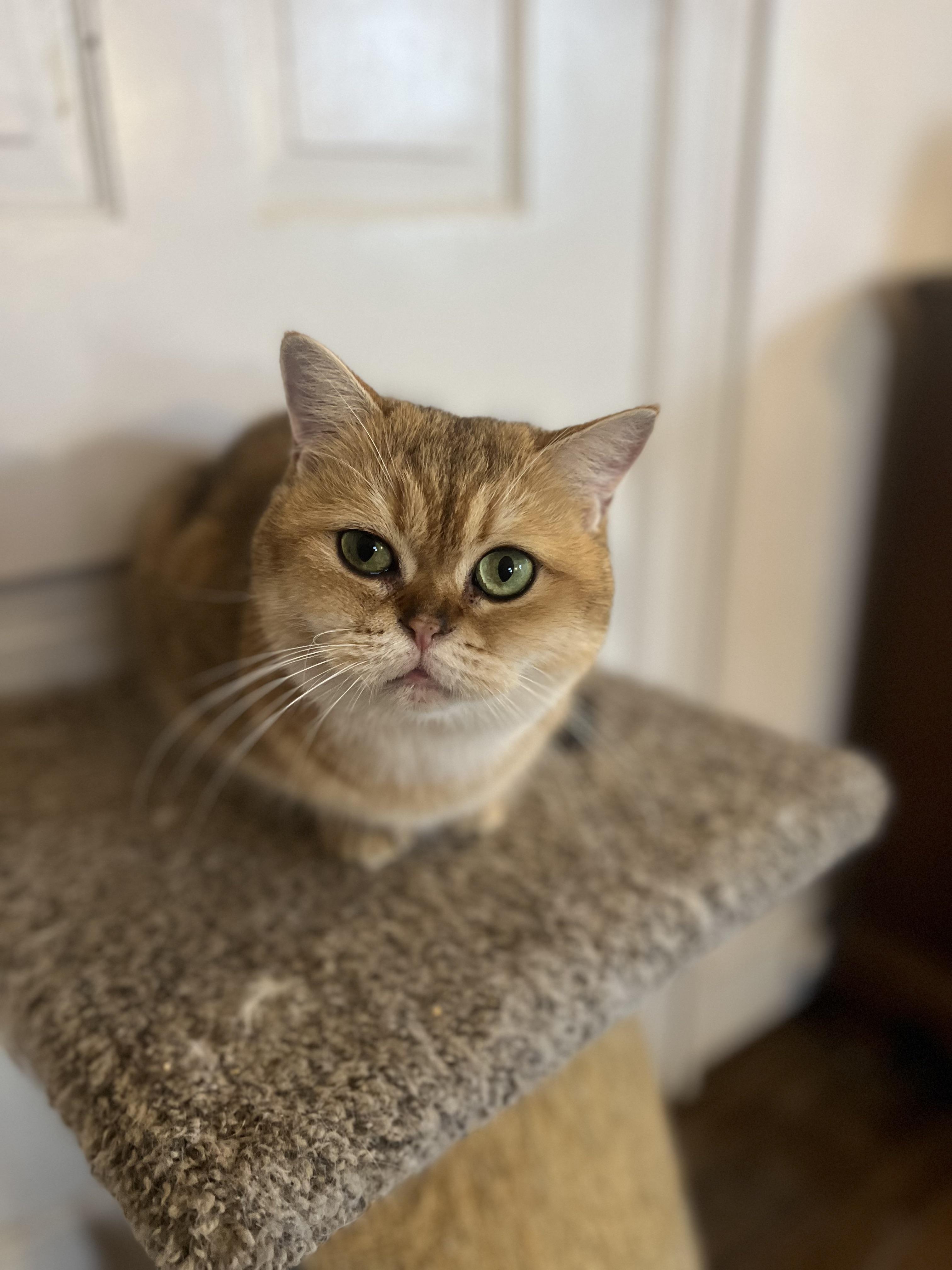GiGi, an adopted British Shorthair in Federalsburg, MD image 5/5