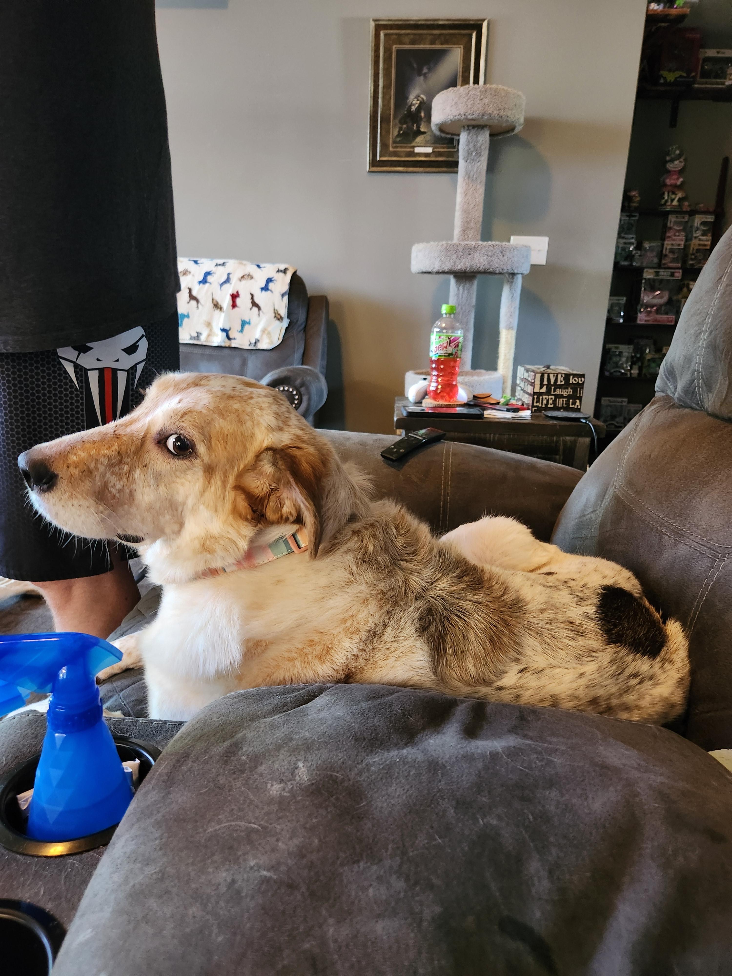 Enlarge Quinn, a Adopted mixed breed in Clarksville, TN image 1/6