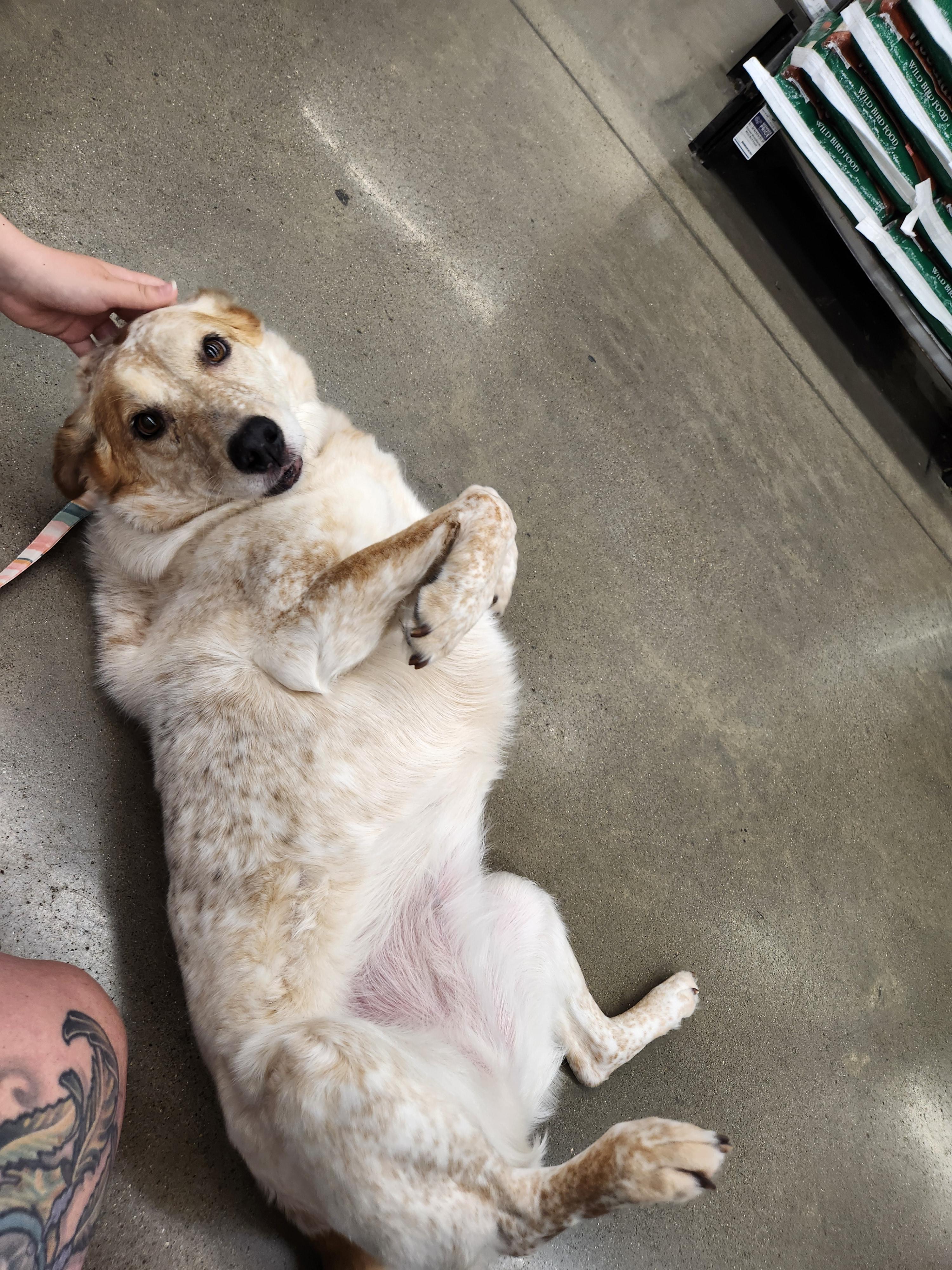 Quinn, Adopted, Adult Female Cattle Dog.