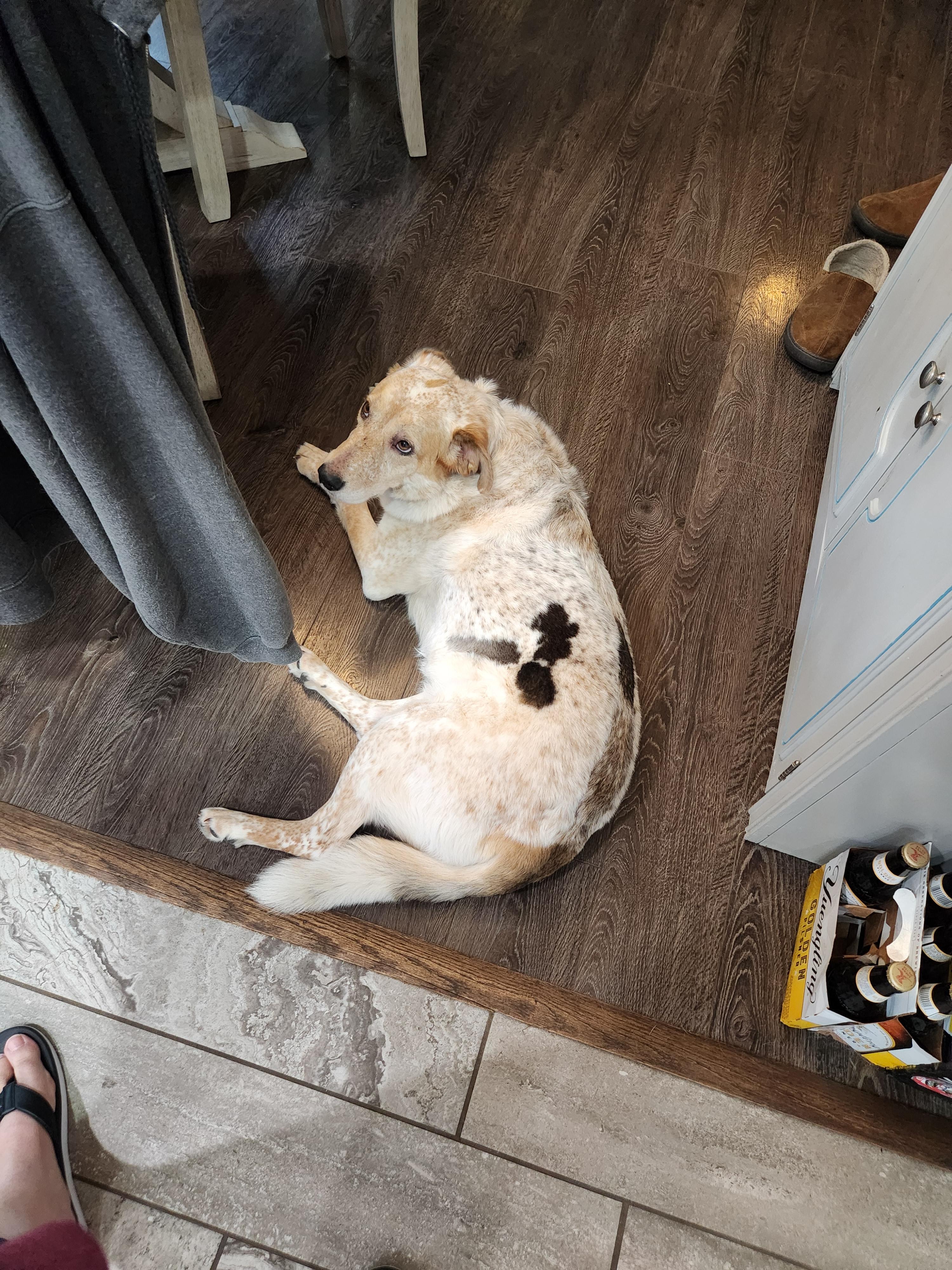 Enlarge Quinn, a Adopted mixed breed in Clarksville, TN image 4/6