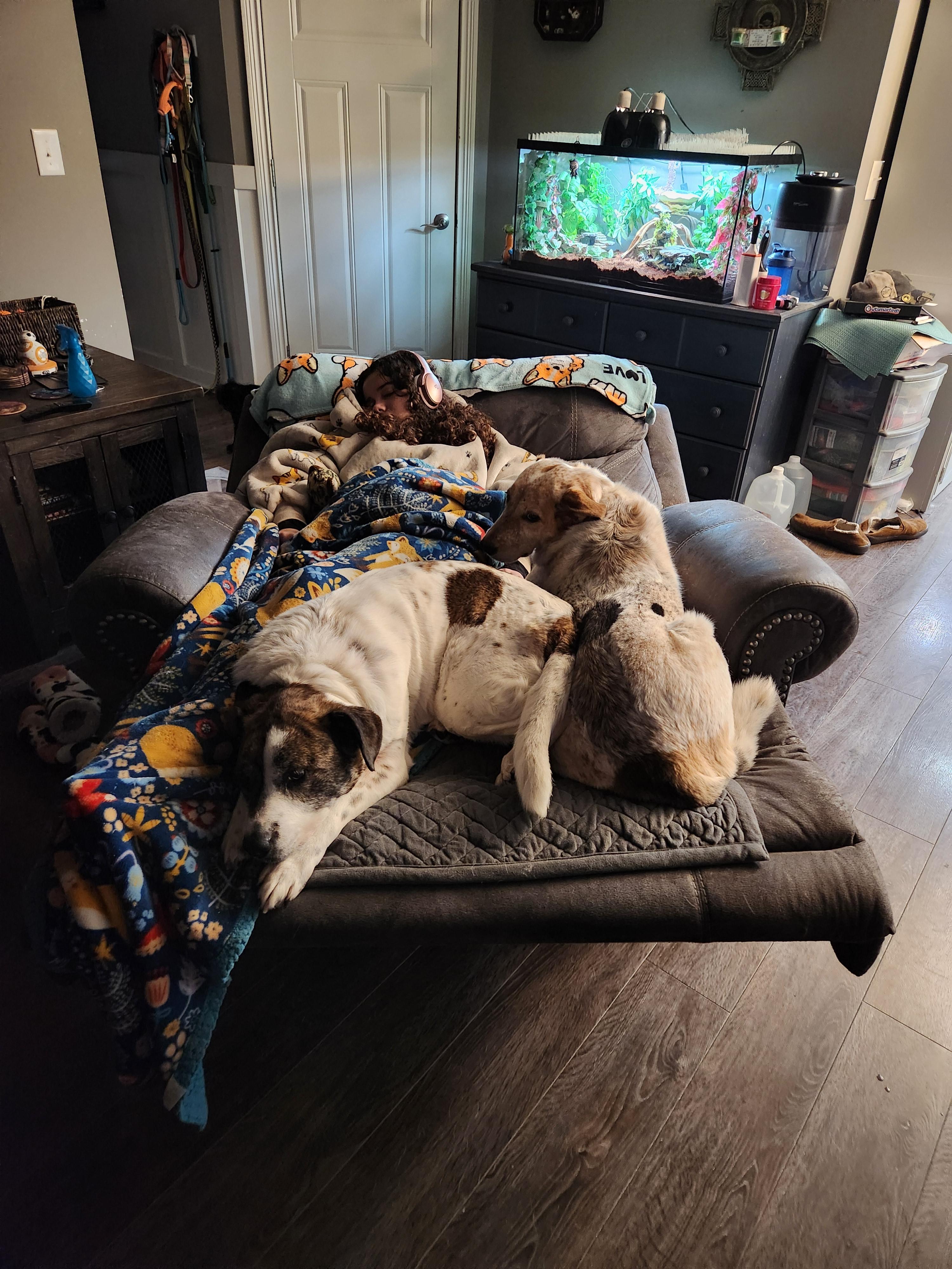 Enlarge Quinn, a Adopted mixed breed in Clarksville, TN image 5/6