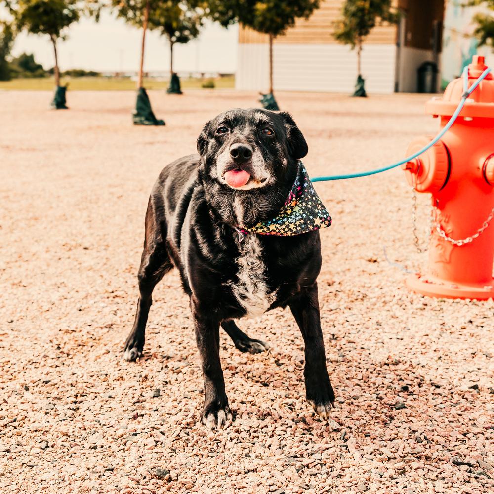 Enlarge Seraphina, a Adoptable mixed breed in Oklahoma City, OK image 1/4