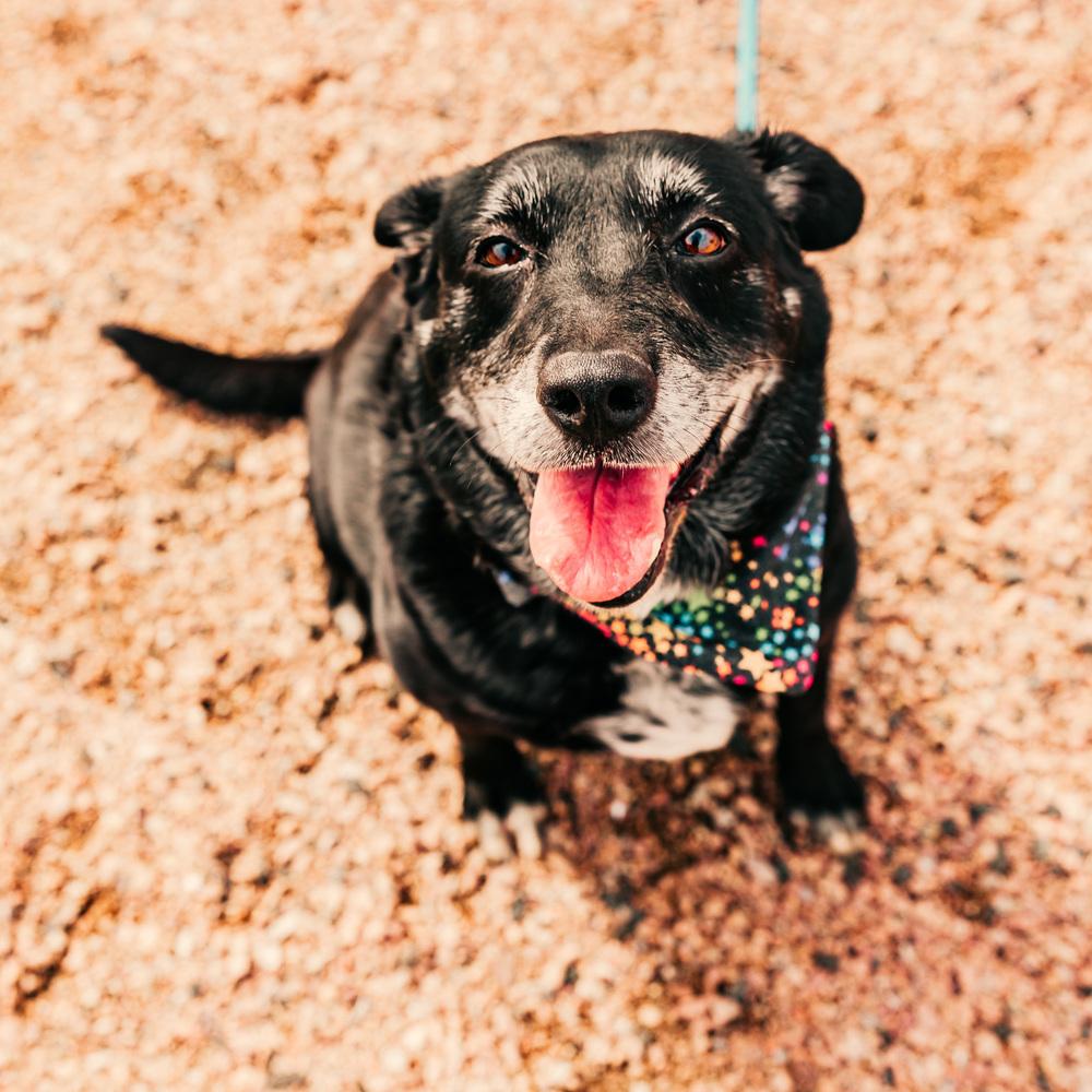 Enlarge Seraphina, a Adoptable mixed breed in Oklahoma City, OK image 2/4