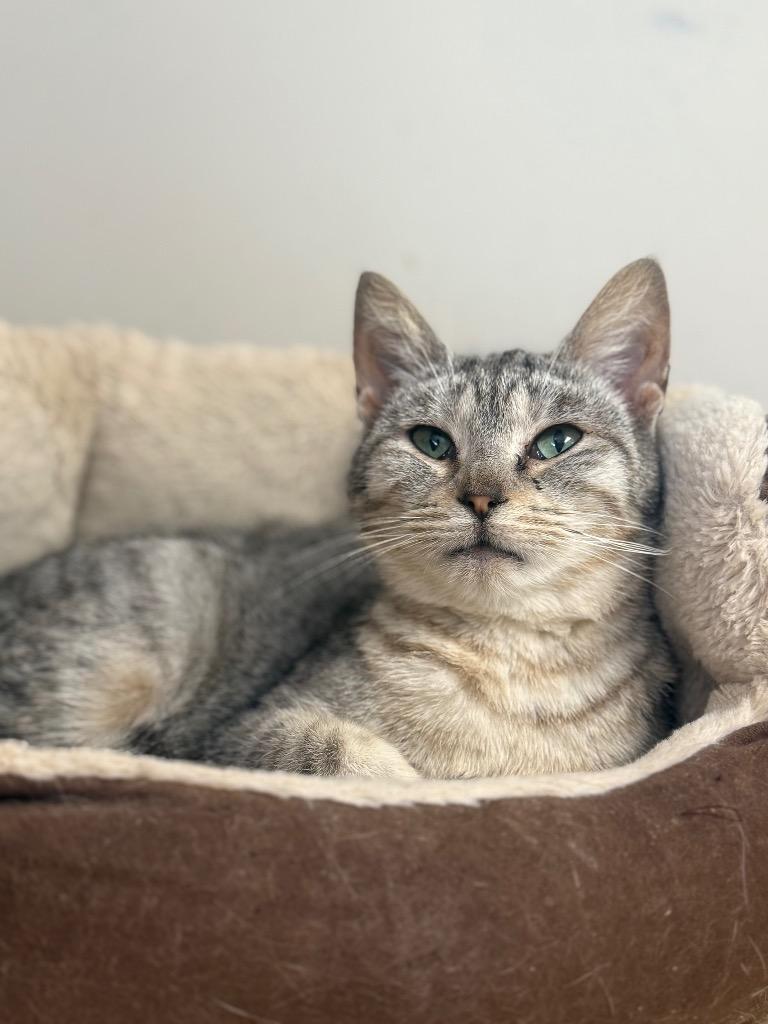 Enlarge Daria, a Adoptable mixed breed in North Vernon, IN image 2/2