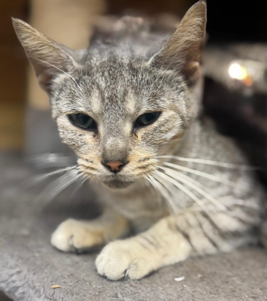 Enlarge Daria, a Adoptable mixed breed in North Vernon, IN image 1/1