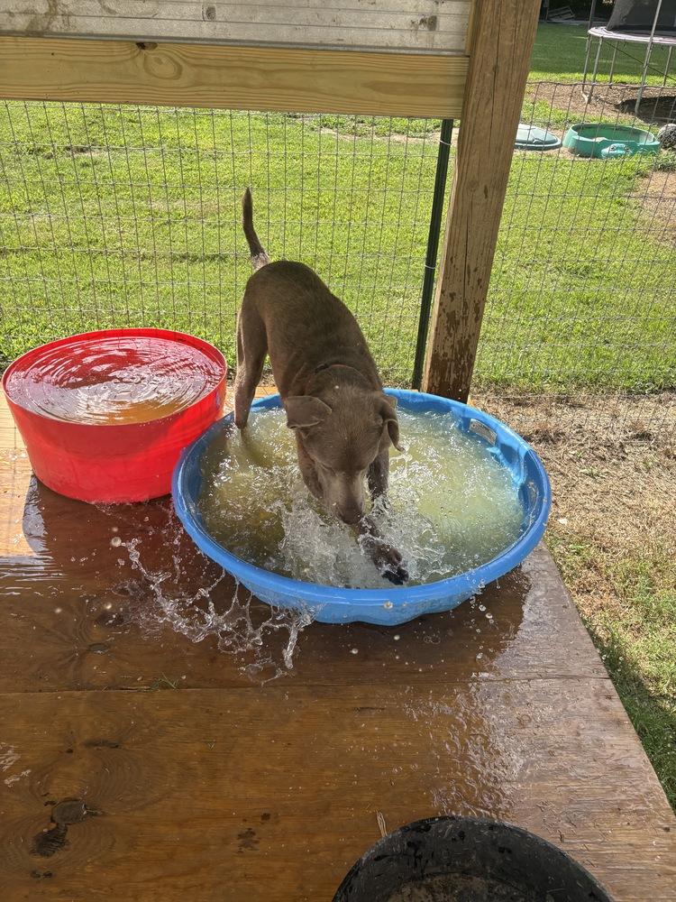 Deschamps / Joey, Adoptable, Adult Male Labrador Retriever.