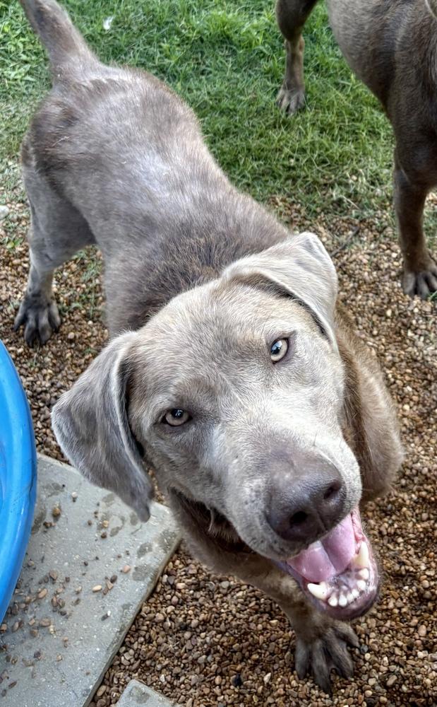 Deschamps / Joey, a Adoptable mixed breed in Broomfield, CO image 3/6