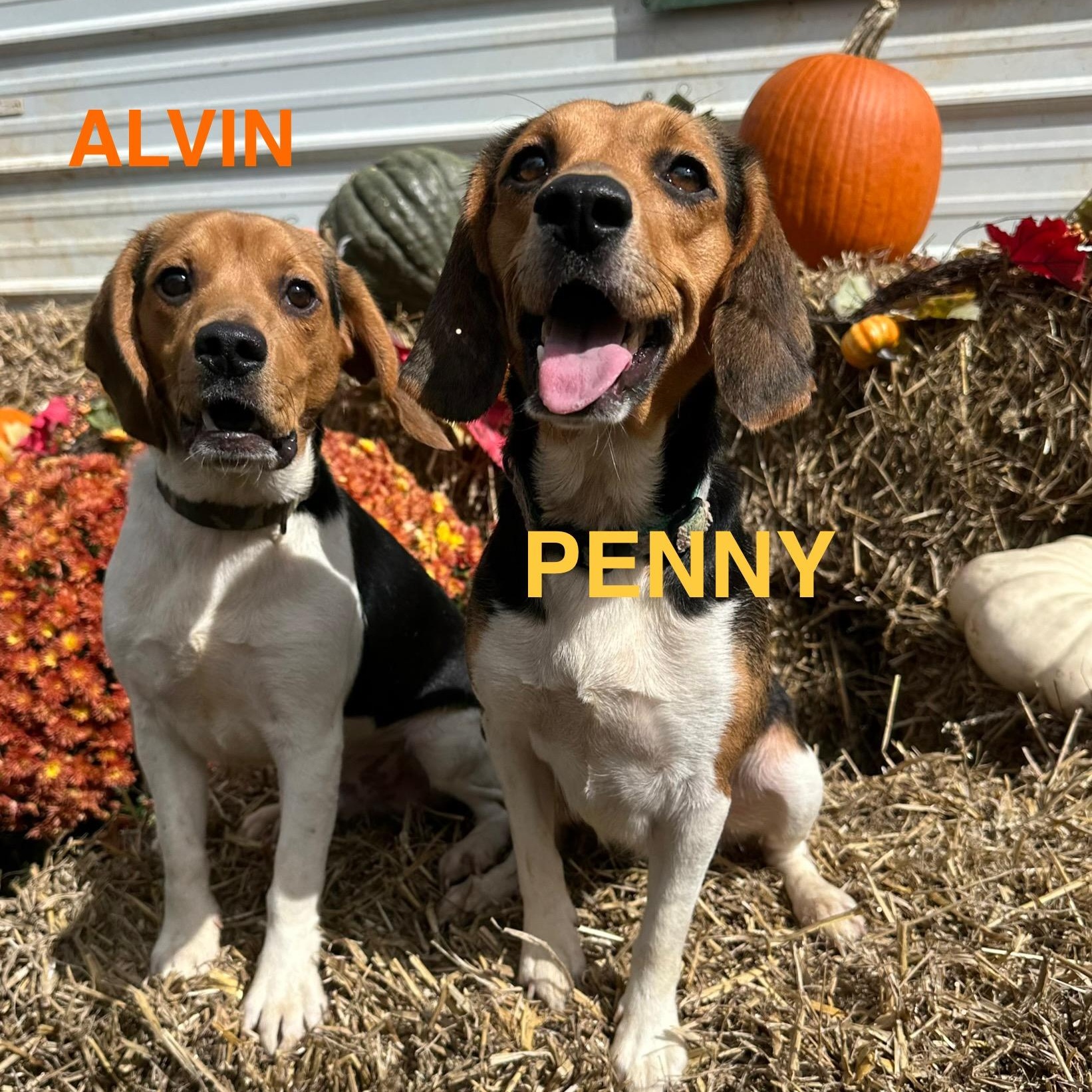 Penny