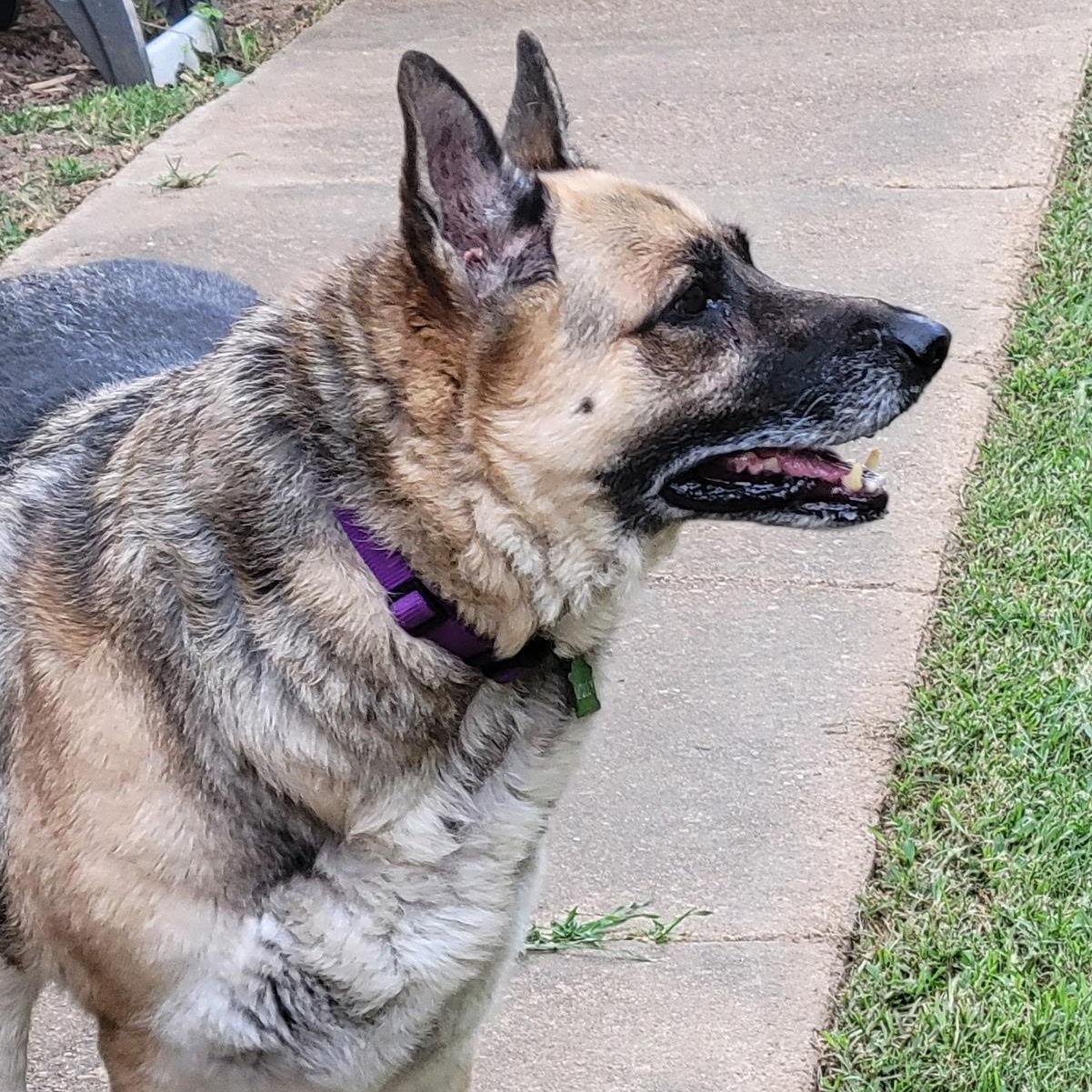 Enlarge MOLLY, a Adoptable German Shepherd Dog in Byhalia, MS image 1/2