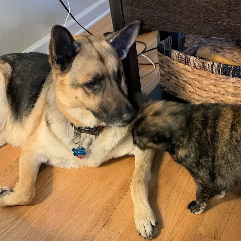 Enlarge MOLLY, a Adoptable German Shepherd Dog in Byhalia, MS image 2/2