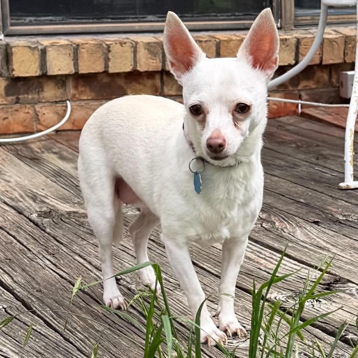 Enlarge PRINCESS is only 8 pounds, a Adoptable Chihuahua in Flower Mound, TX image 5/6