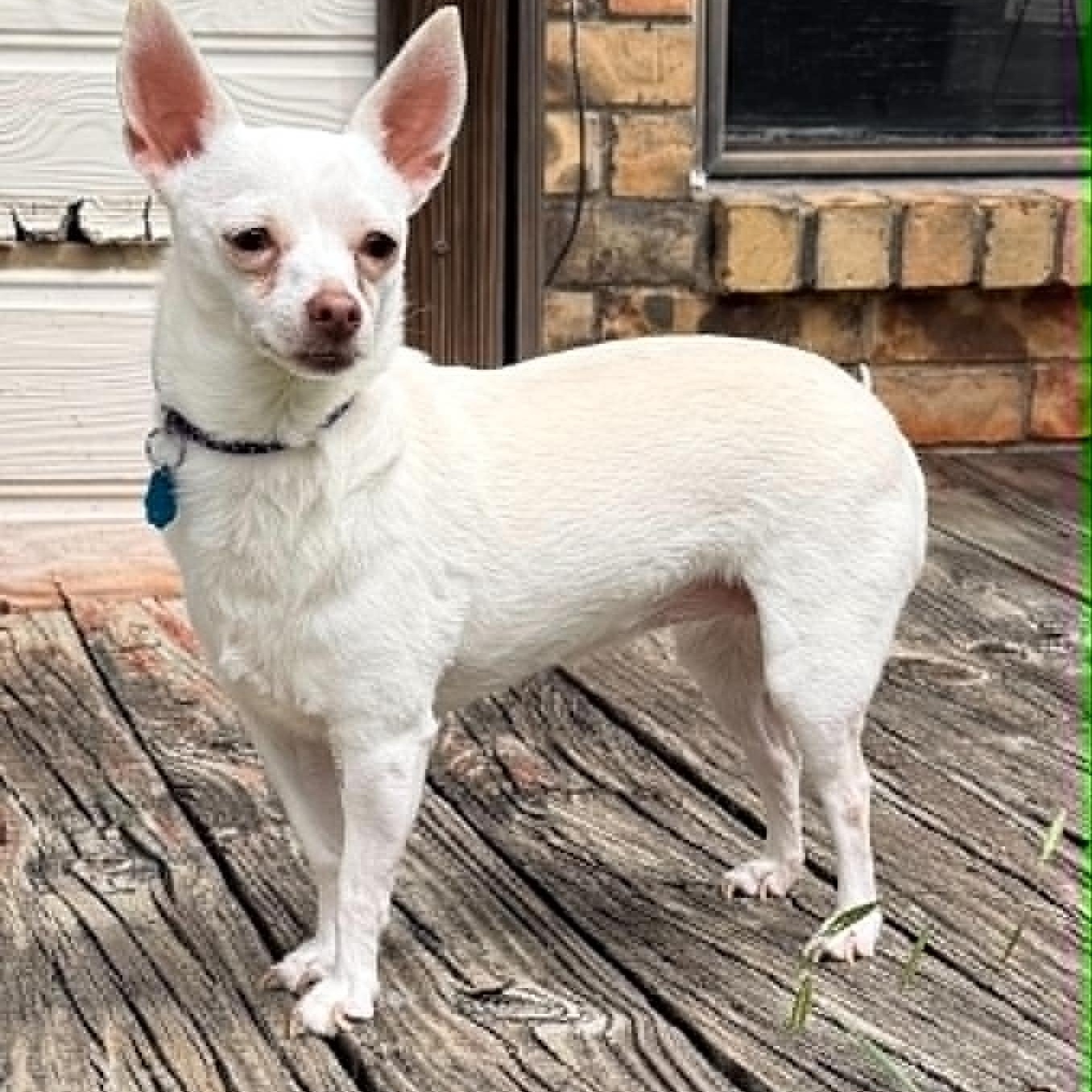 Enlarge PRINCESS is only 8 pounds, a Adoptable Chihuahua in Flower Mound, TX image 6/6