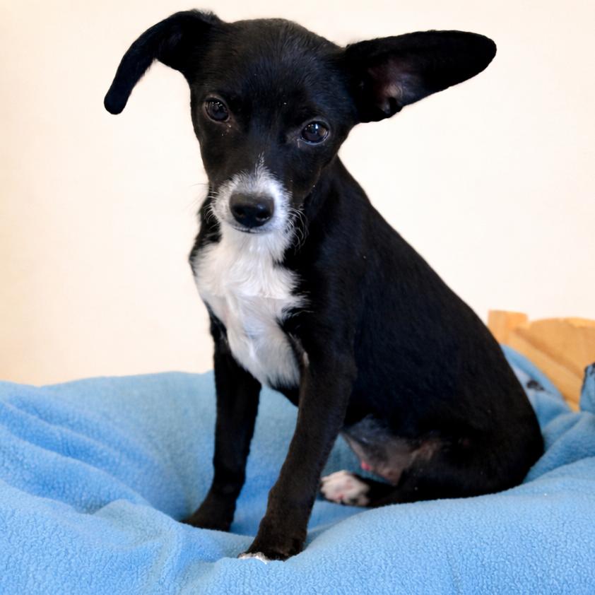 Enlarge Erin, an adopted Terrier in La Grange, KY image 4/5